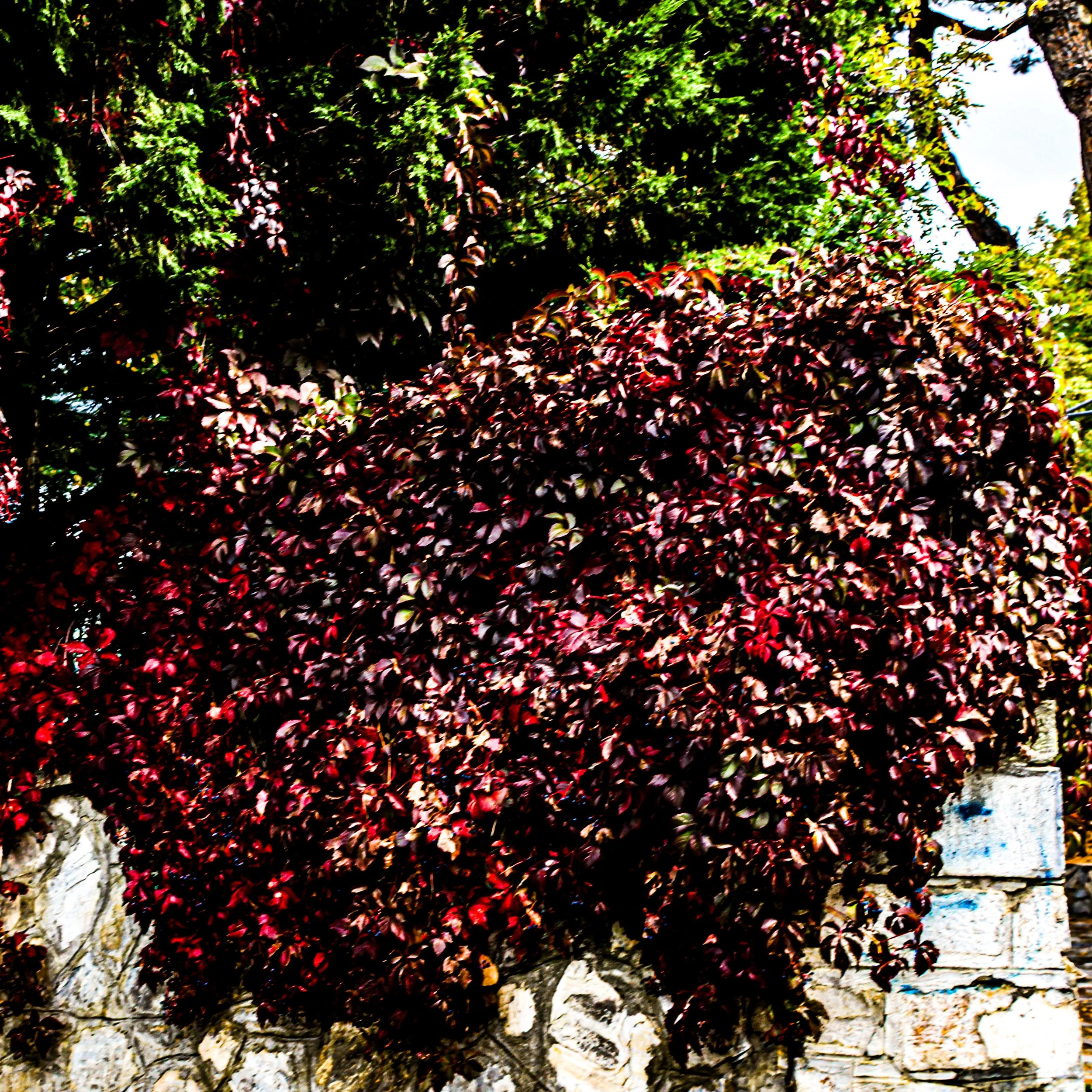 A garden with a tree, bushes, and a stone wall, bathed in sunlight.