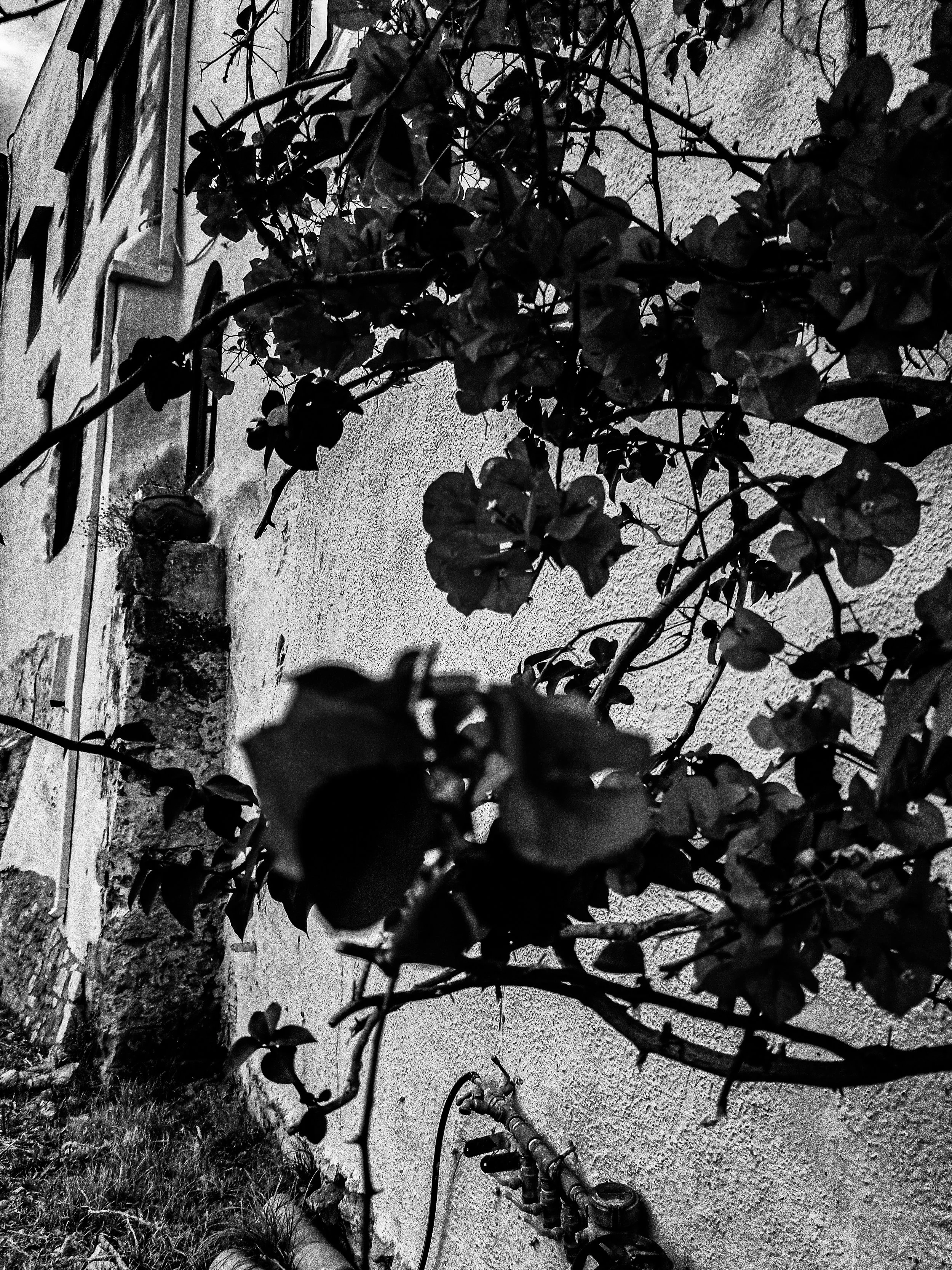 Black and white photo of a garden with plants and a row of pipes along the ground next to a rough textured wall.