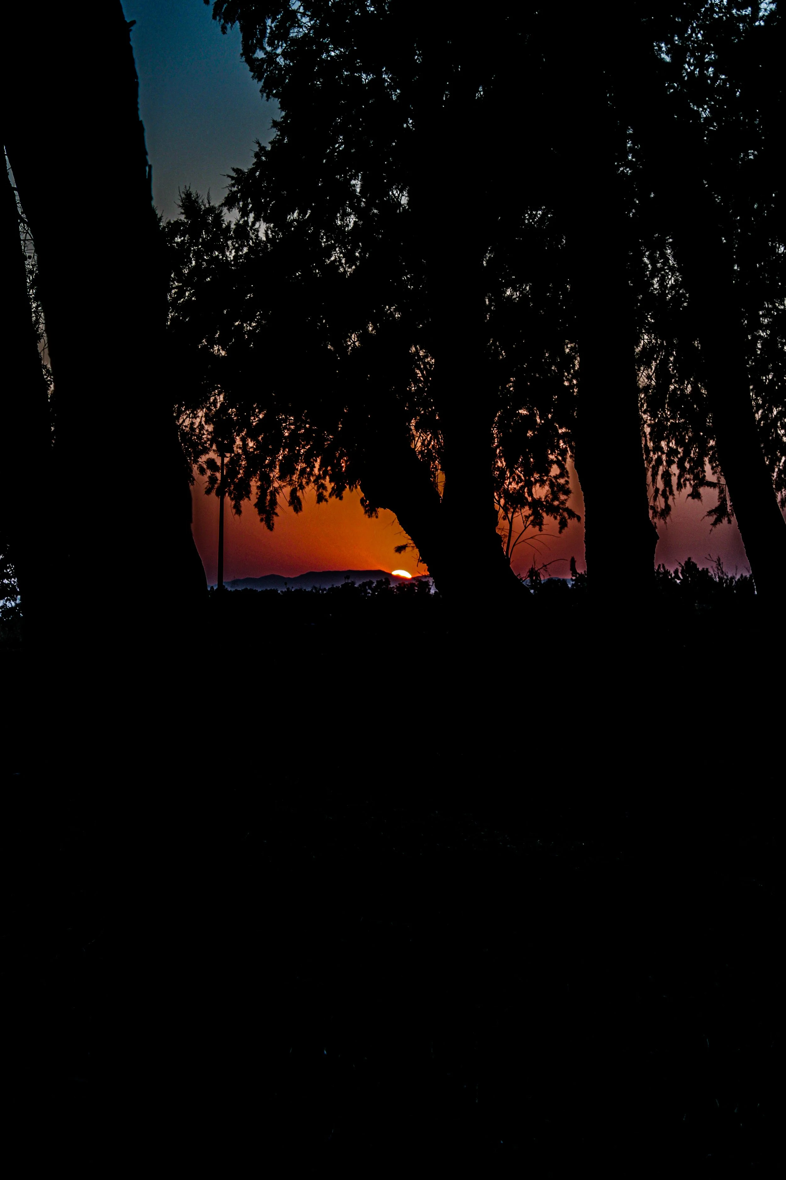 Sun setting behind trees at dusk, with silhouettes and streaks of orange and purple in the sky.