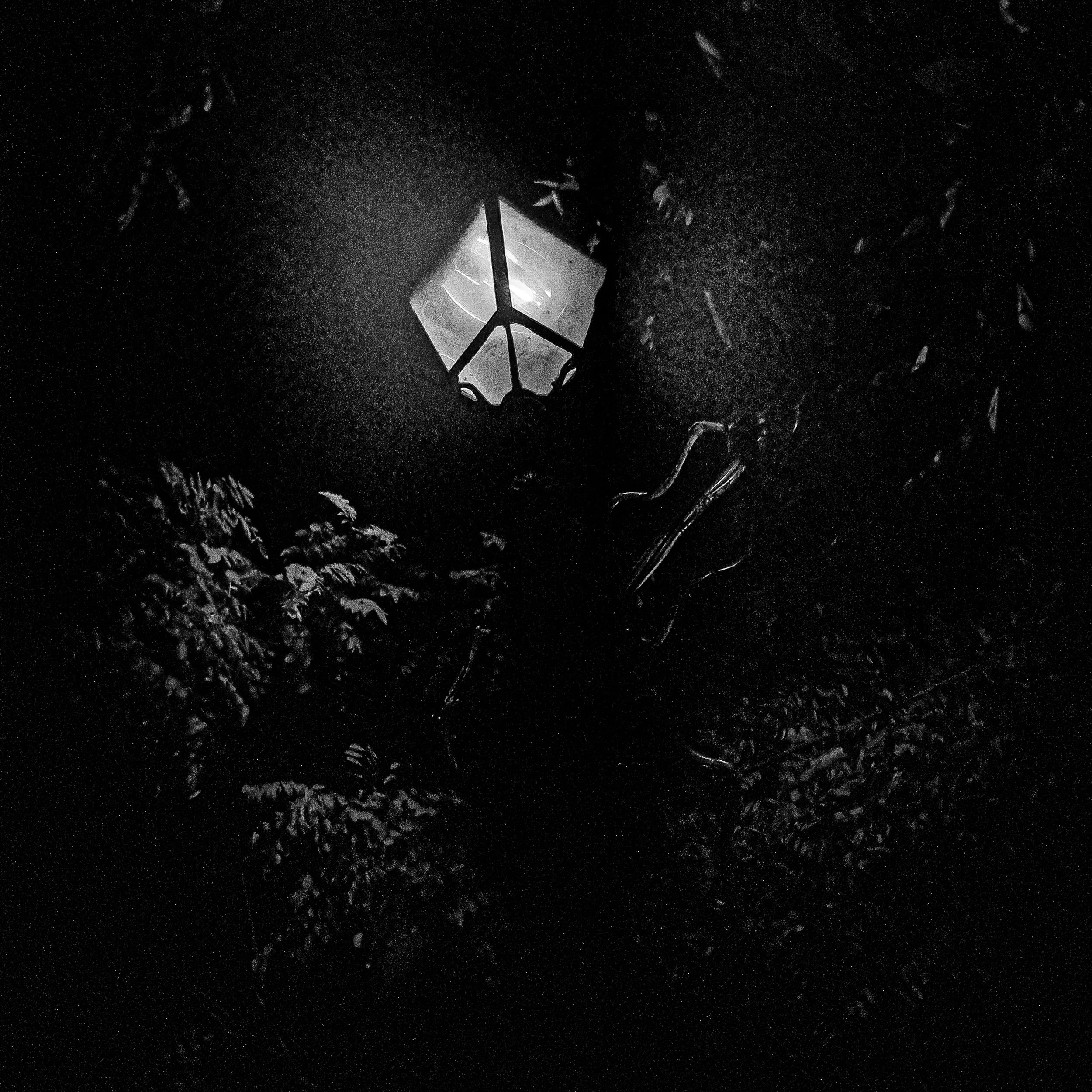 A night sky scene with a glowing, stained glass lantern hanging from a tree, surrounded by leaves and branches.