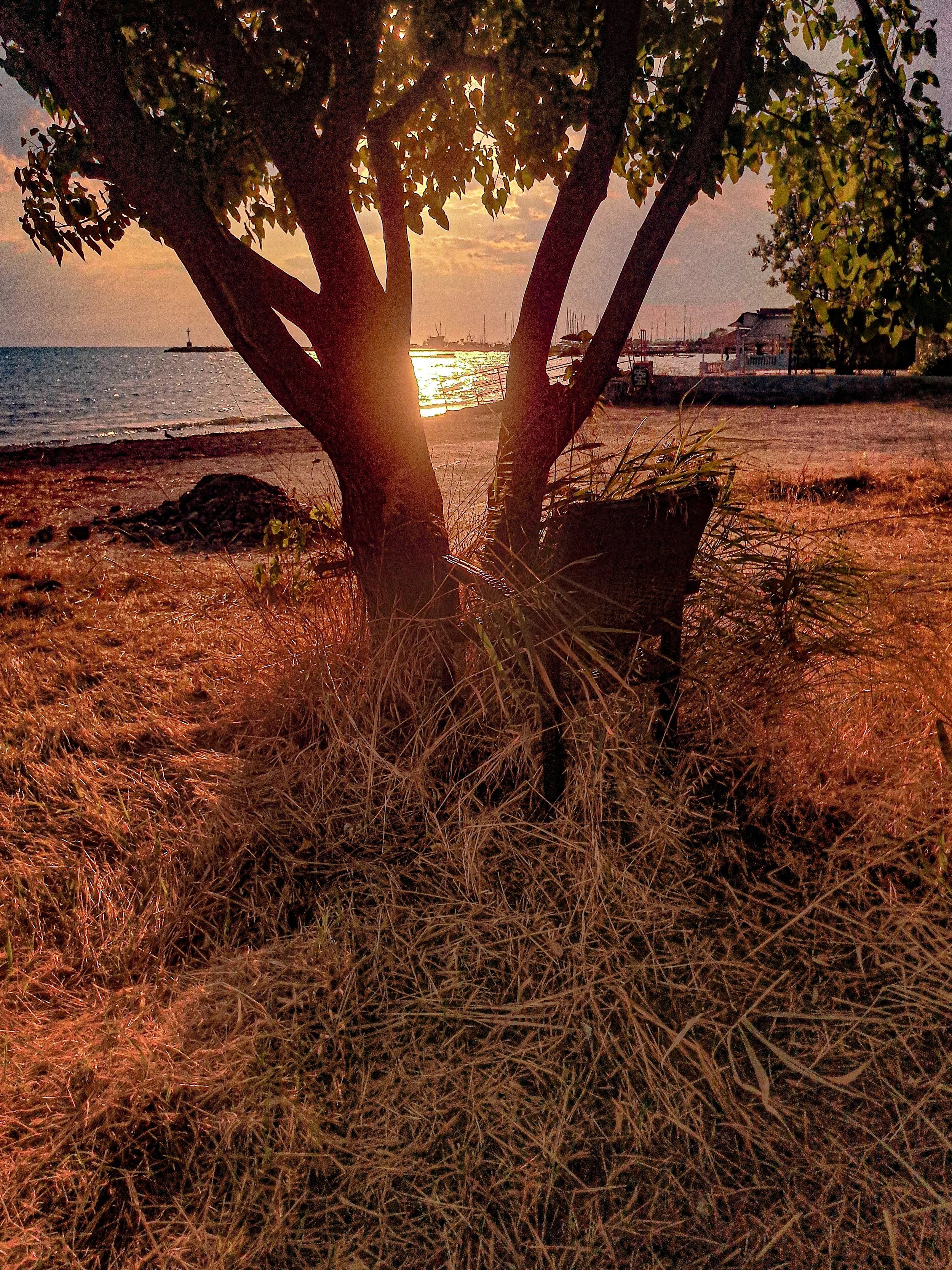 Sun setting over the ocean with a tree in the foreground and boats docked in the distance.