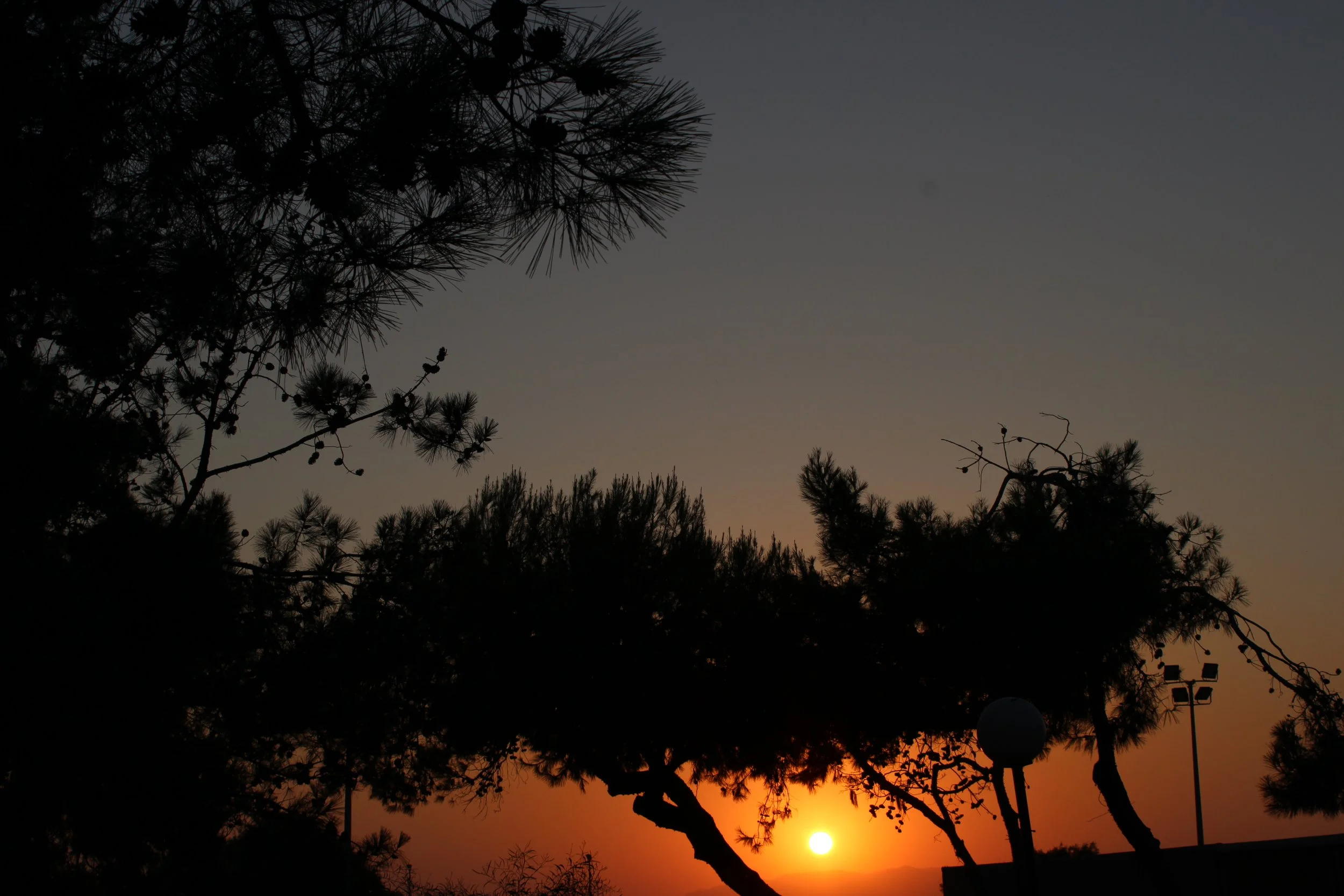 Silhouette of pine trees against a sunset sky with the sun near the horizon, in warm orange and yellow tones.