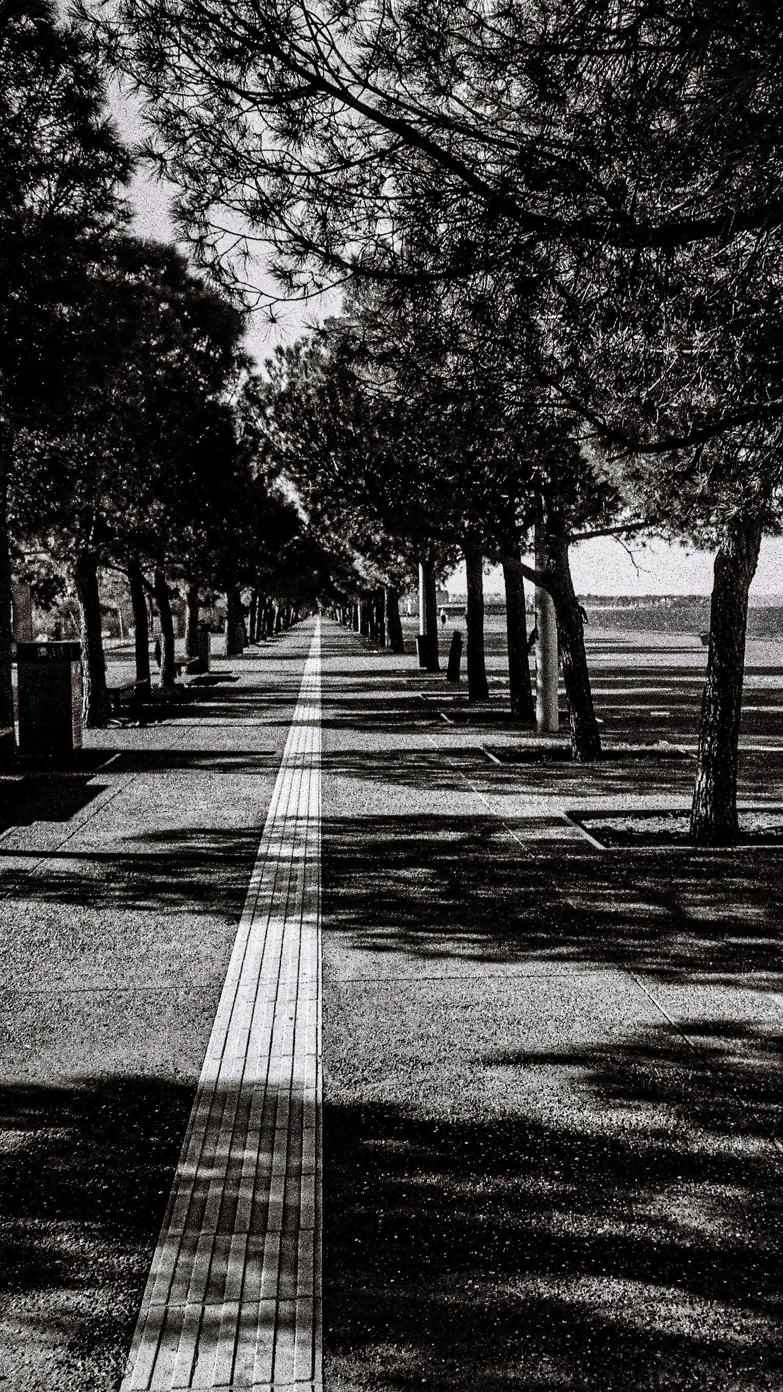 A black and white photo of a tree-lined sidewalk with shadows cast on the pavement.