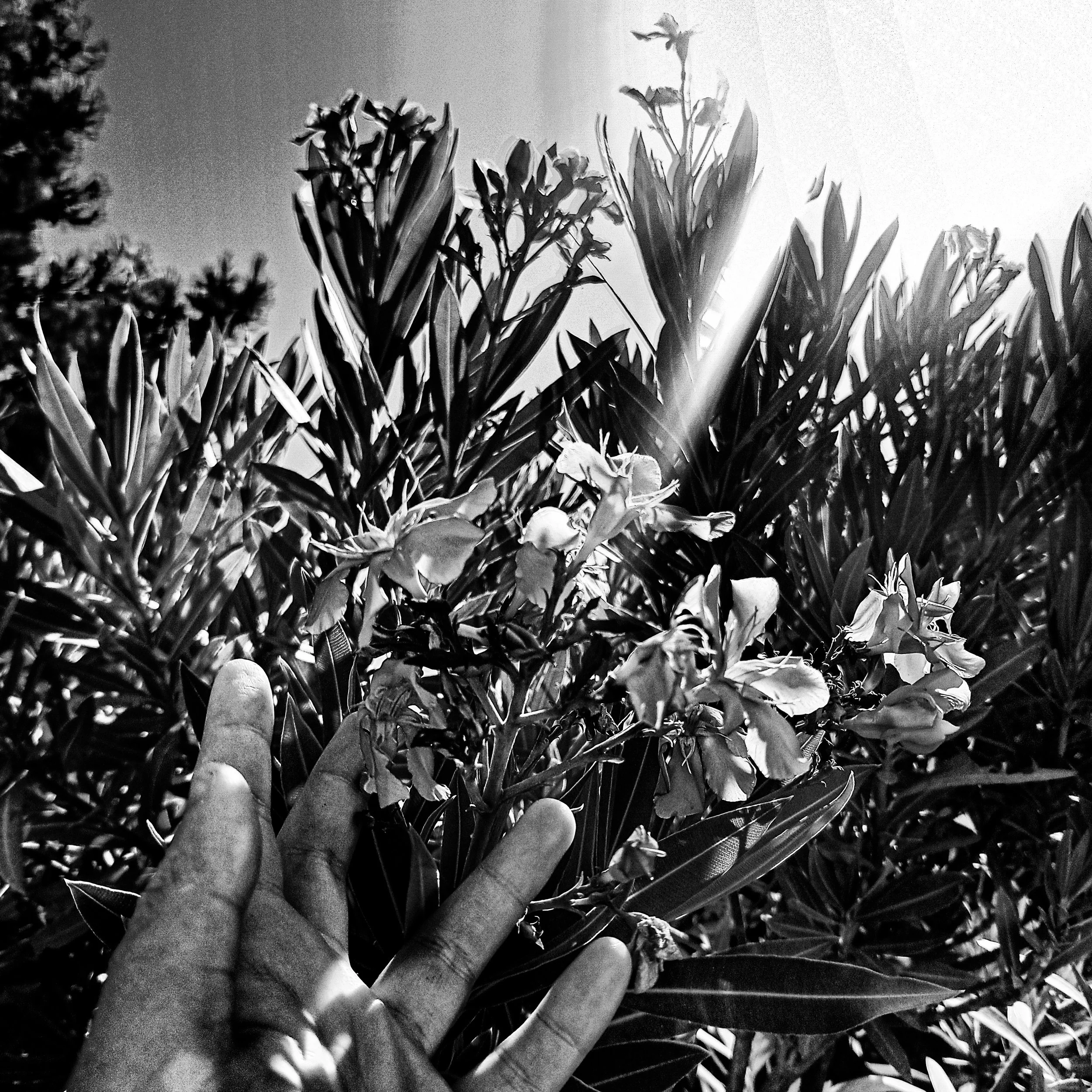 Close-up of a hand with fingers pointing upwards among tall grass and plants, with sunlight shining through the foliage.