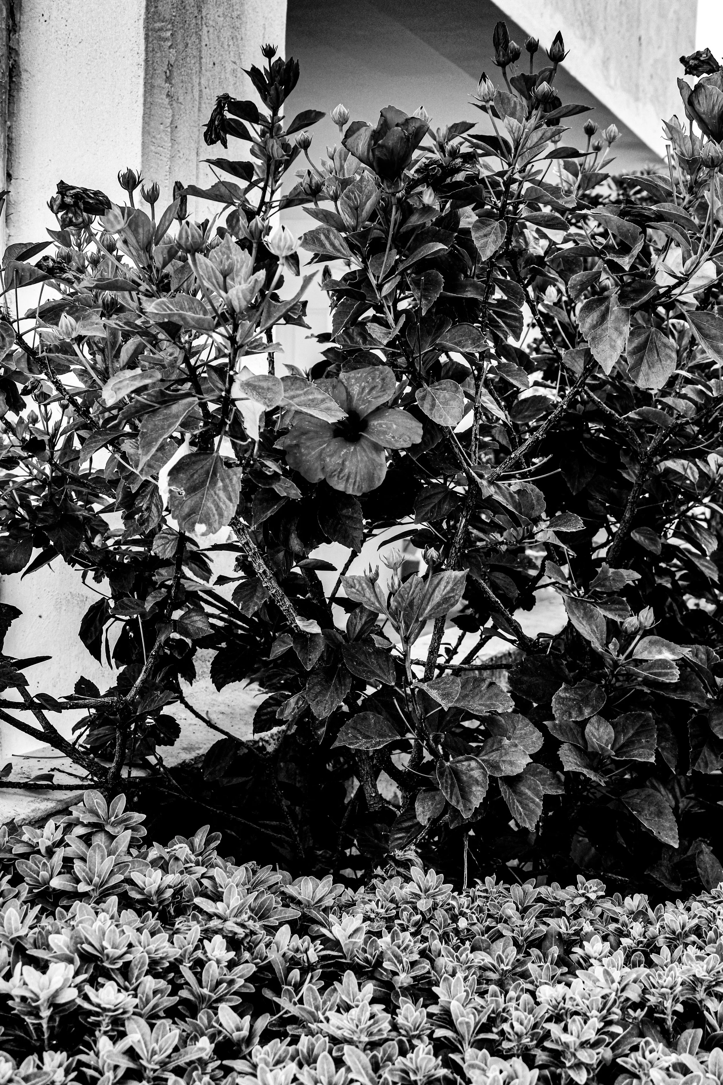 Black and white photo of various plants with different types of leaves, some flowers, and a concrete wall or structure in the background.