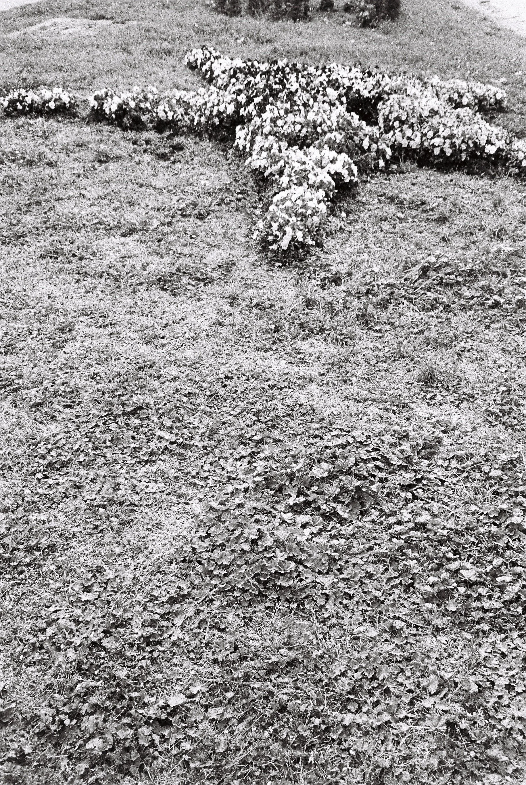 A garden bed with flowers and surrounding ground covered in fallen leaves.