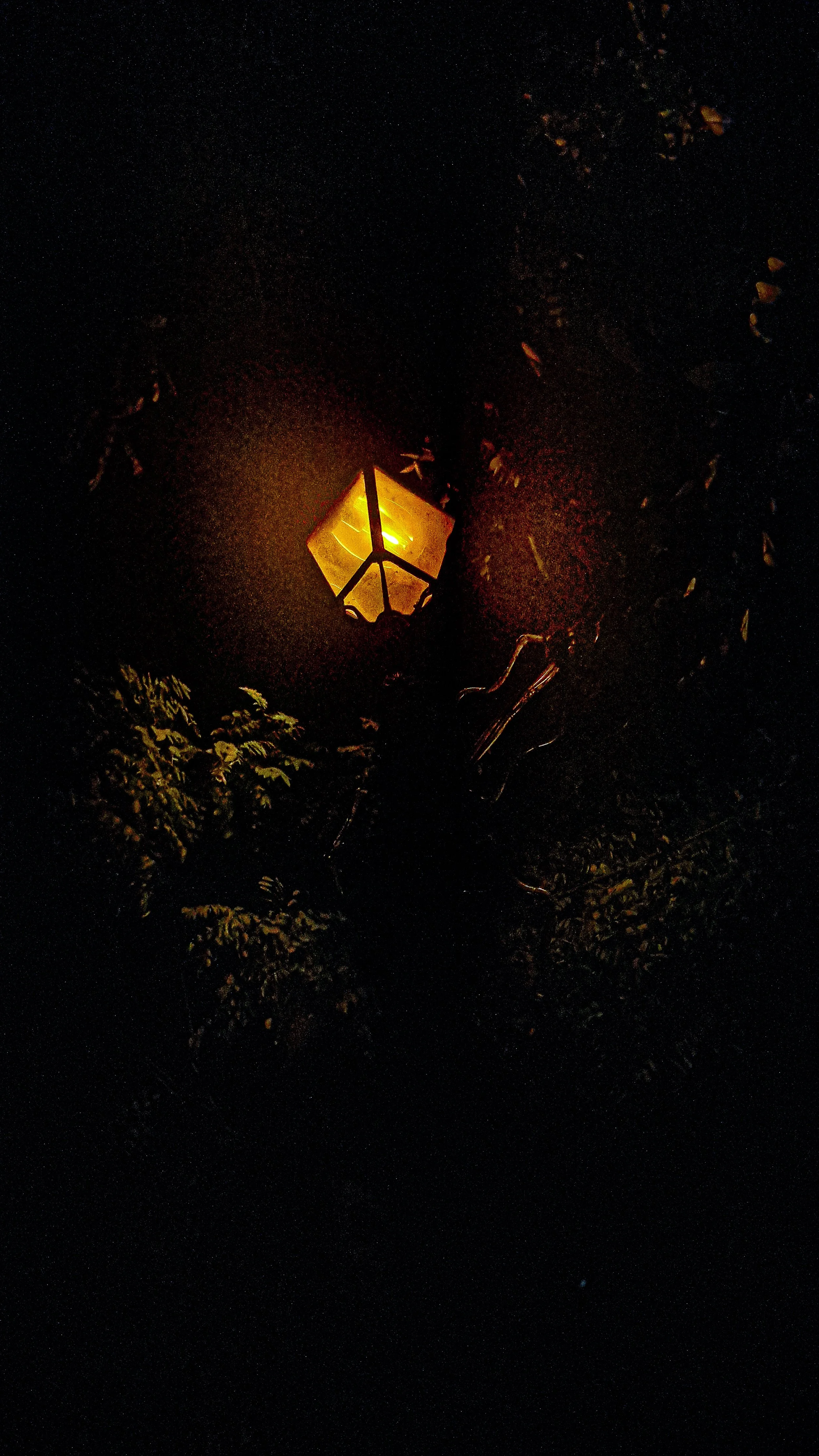 Nighttime scene with a glowing yellow street lamp among tree branches and leaves, with visible stars in the dark sky.
