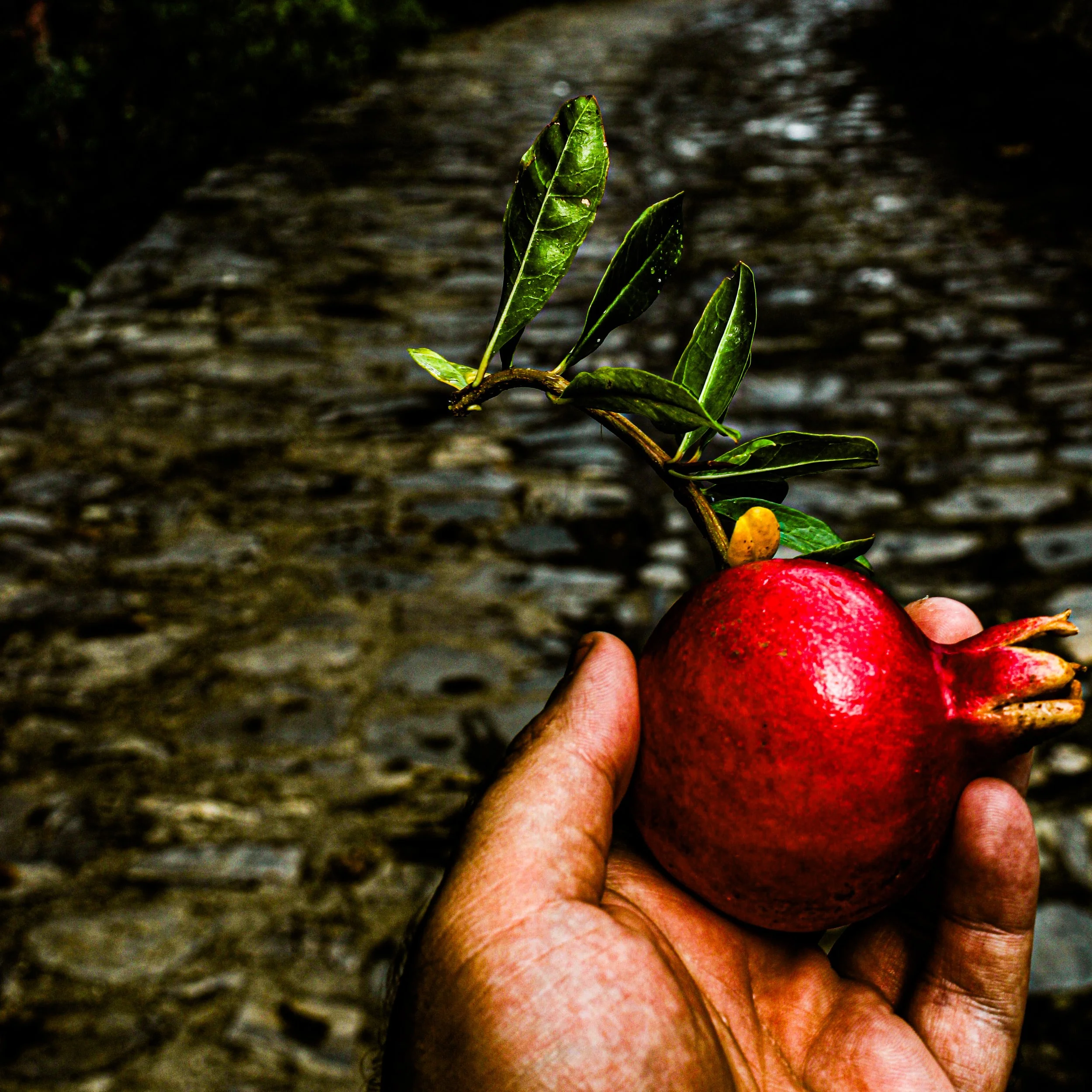Close-up of a hand holding a ripe red pomegranate fruit with green leaves attached, against a blurred outdoor background.
