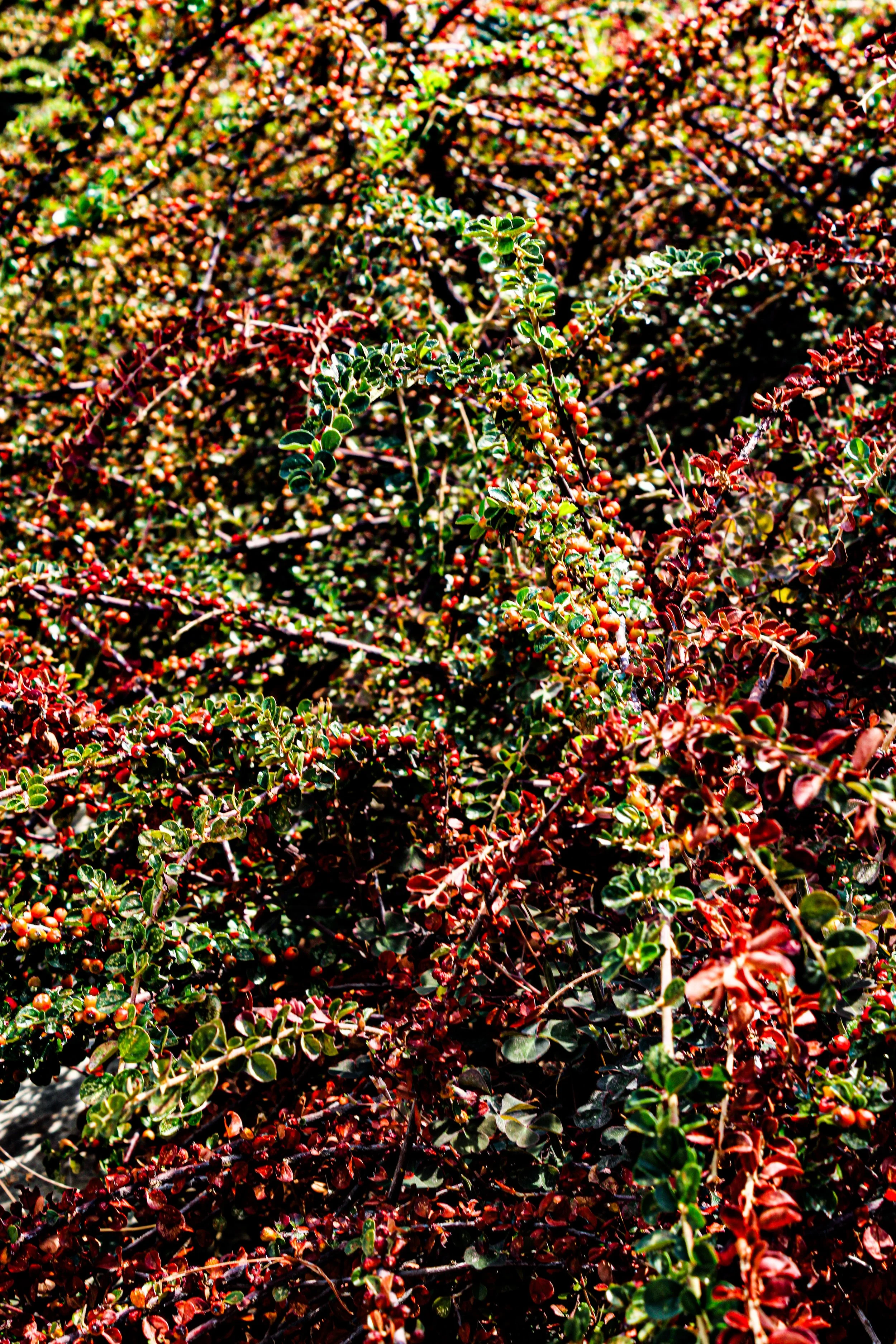 Close-up of dense, colorful bushes with small green and red leaves and berries.