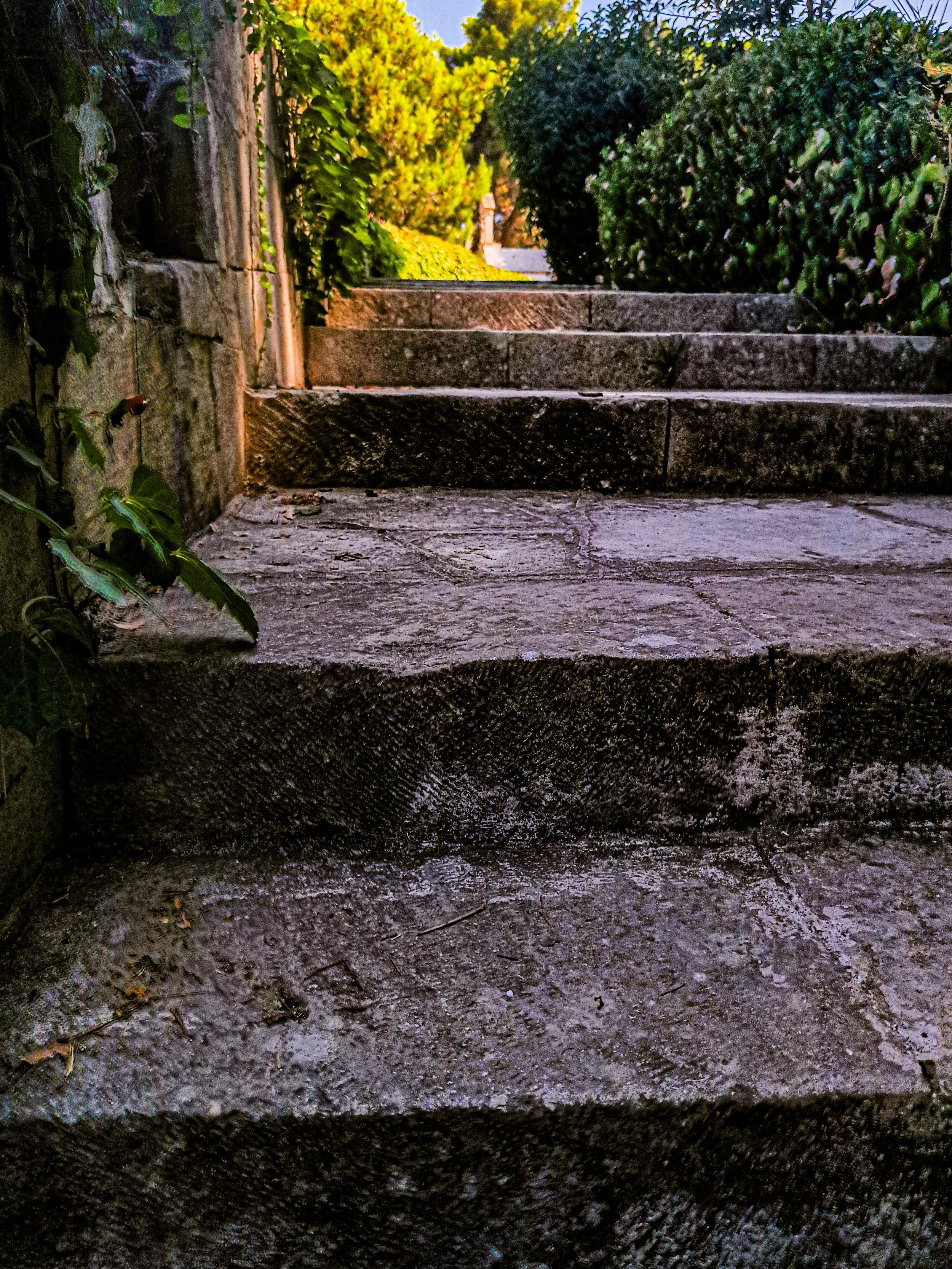 A set of outdoor stone steps with worn edges leading upward, surrounded by dense green bushes and trees, with sunlight filtering through the leaves.