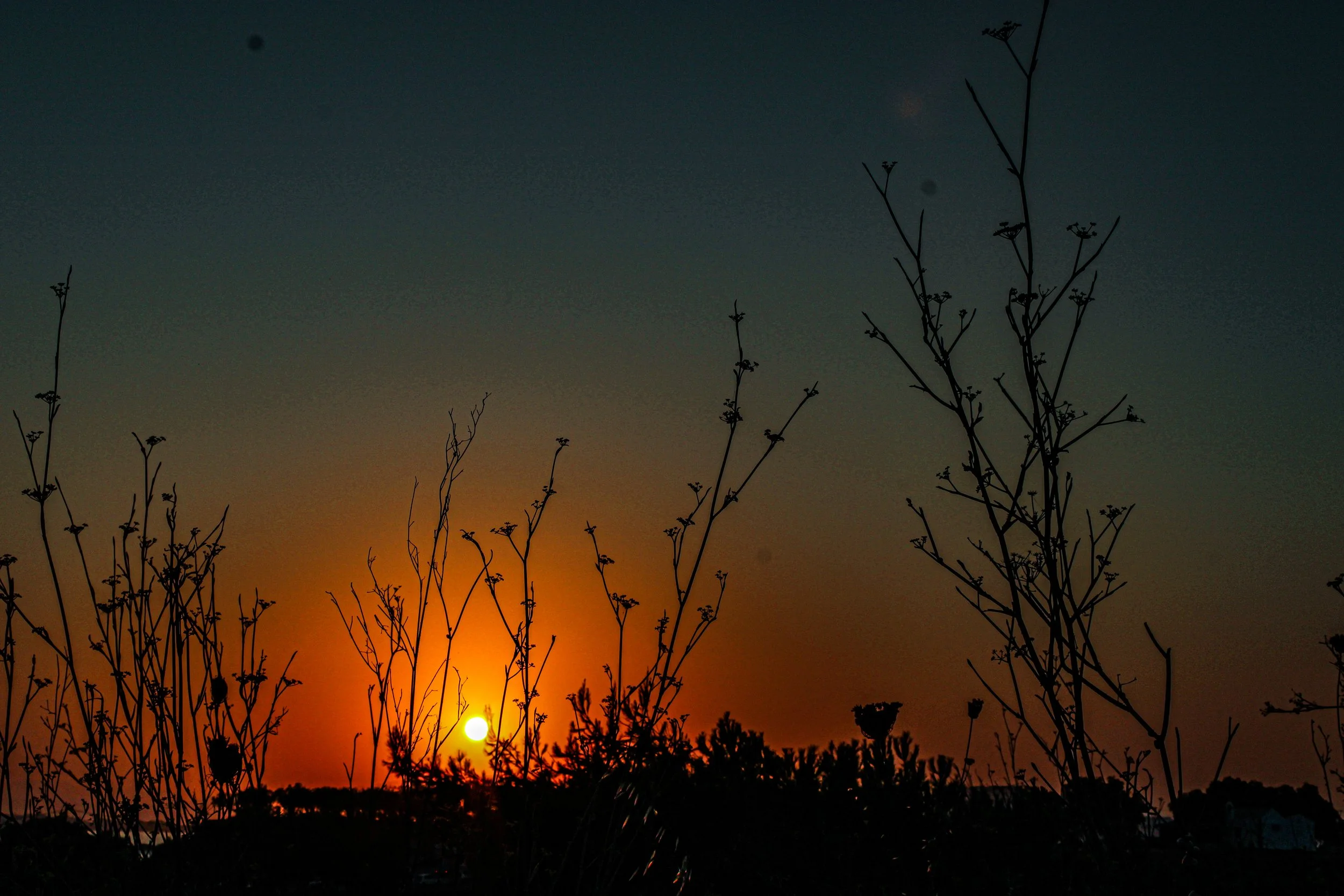 A sunset or sunrise scene with silhouettes of tall plants in the foreground and the sun near the horizon. The sky transitions from dark blue at the top to warm orange near the horizon.