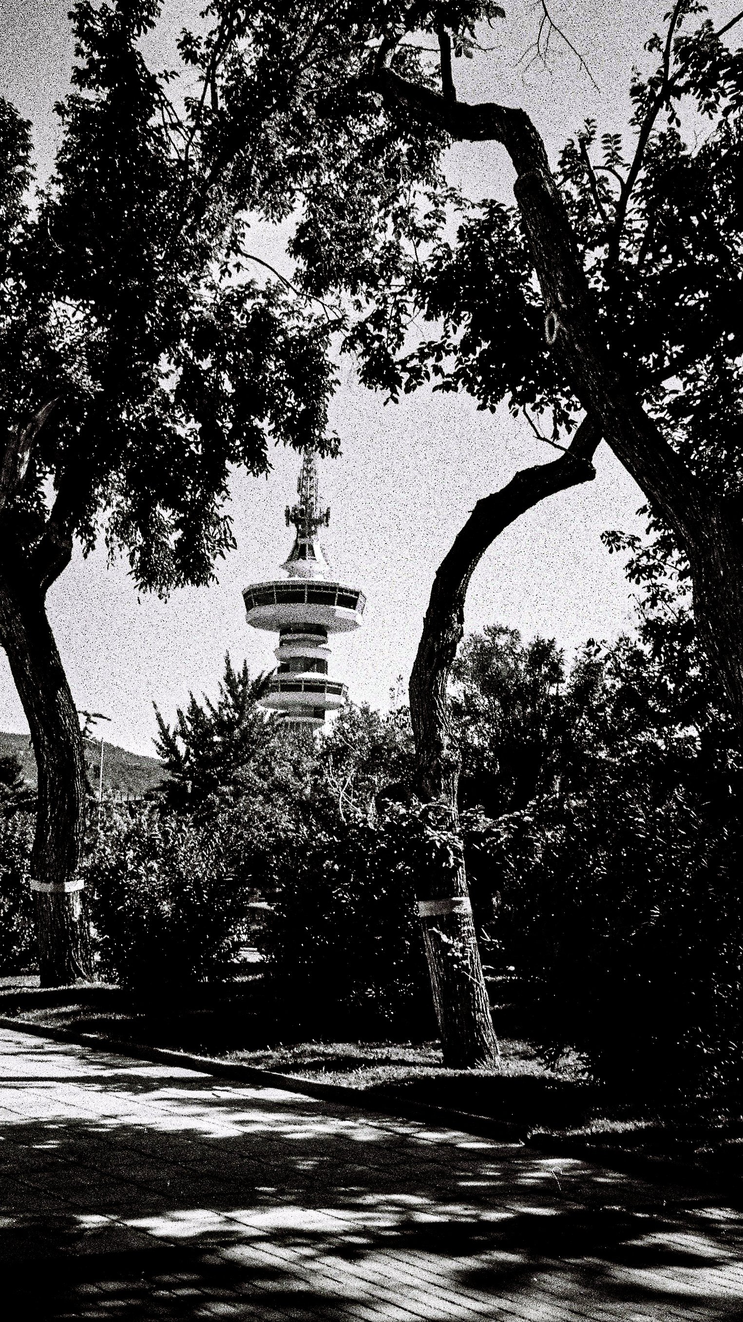 Black and white photograph of trees with twisted branches in the foreground, with a tall observation tower with several circular structures in the background.