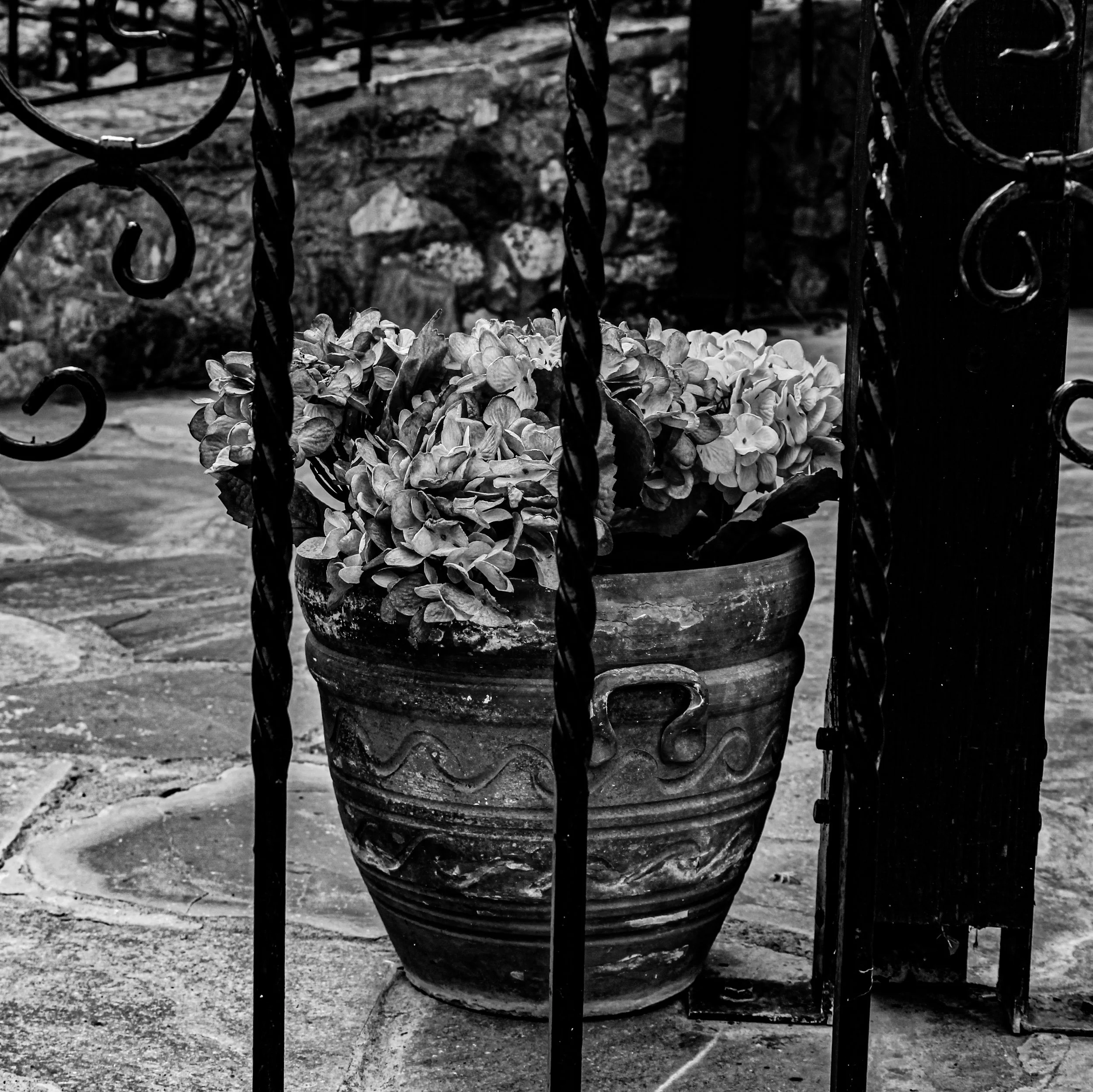 Black and white photo of a metal fence with decorative swirls, enclosing a potted plant with many light-colored flowers. Gravel and stone ground in the background.
