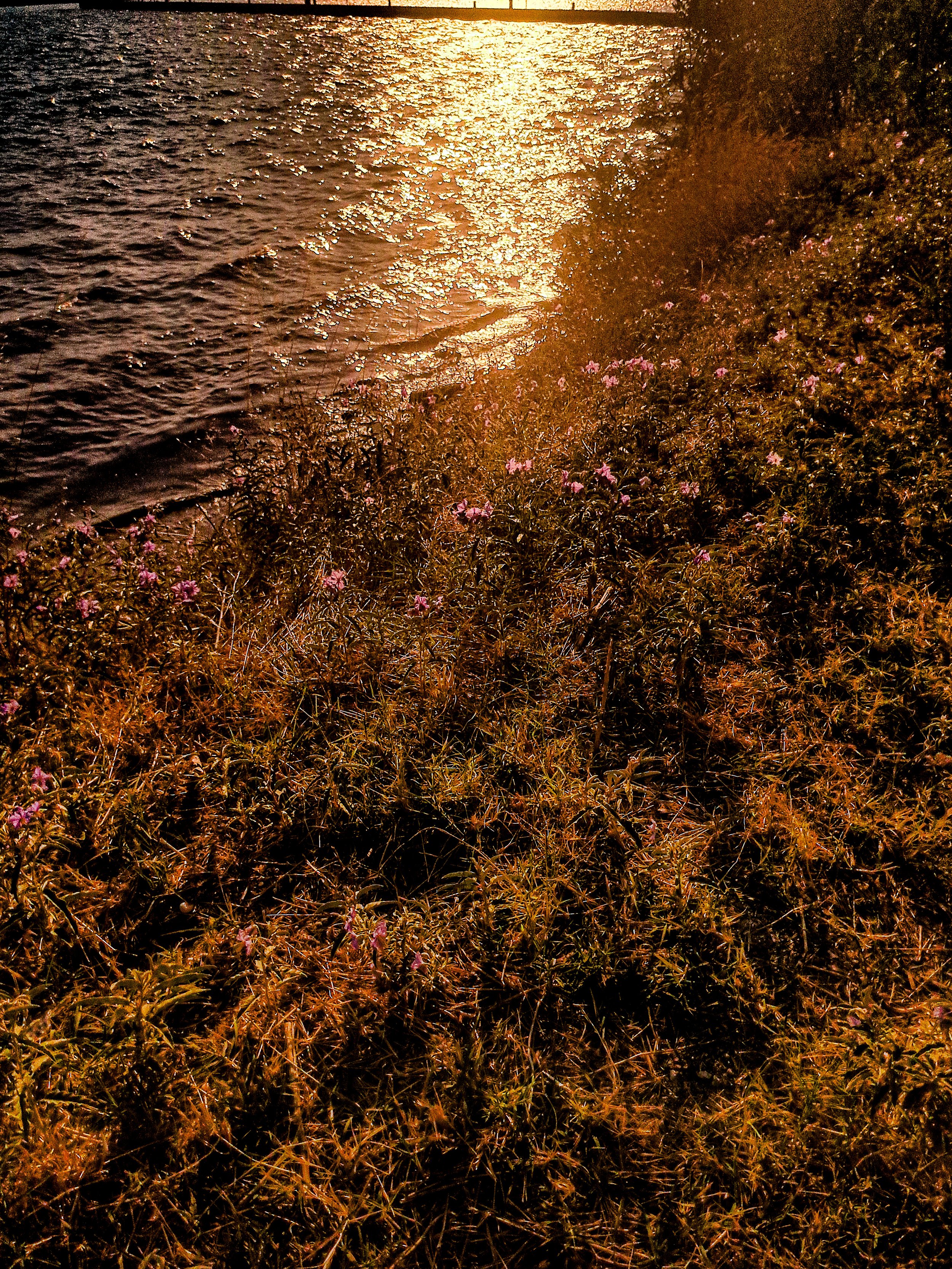 The image shows the sun reflecting off the surface of a body of water, with a shoreline covered in plants and small pink flowers on the right side of the image.