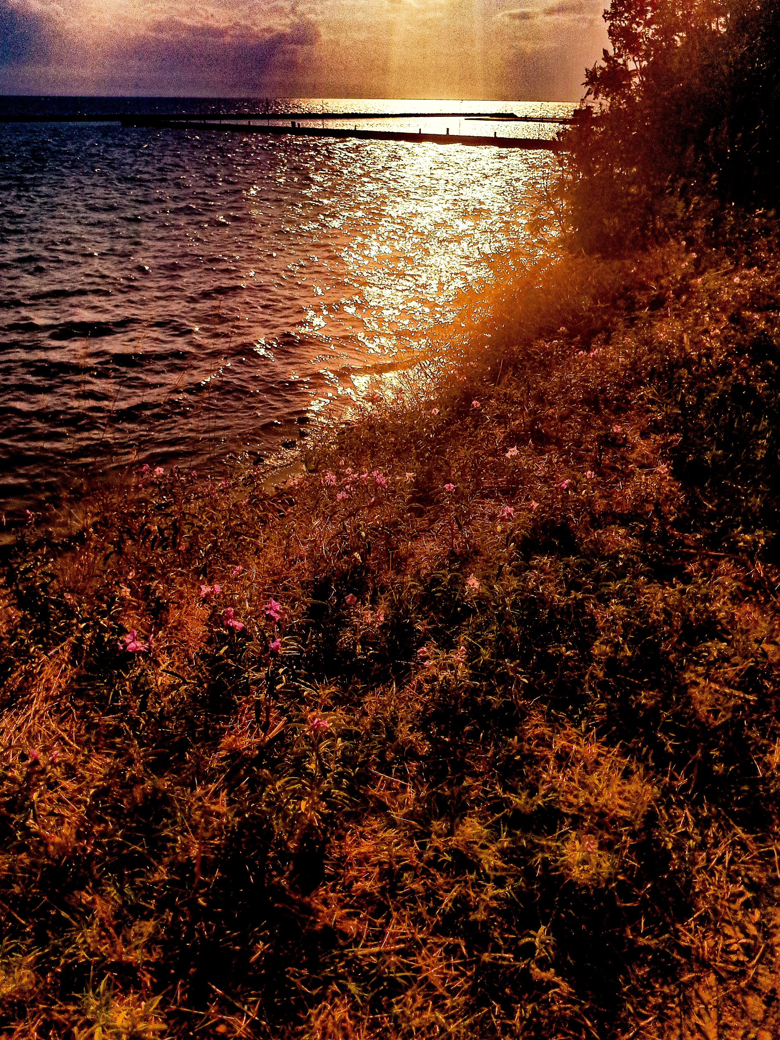 Sunset over a body of water with trees and flowers in the foreground.