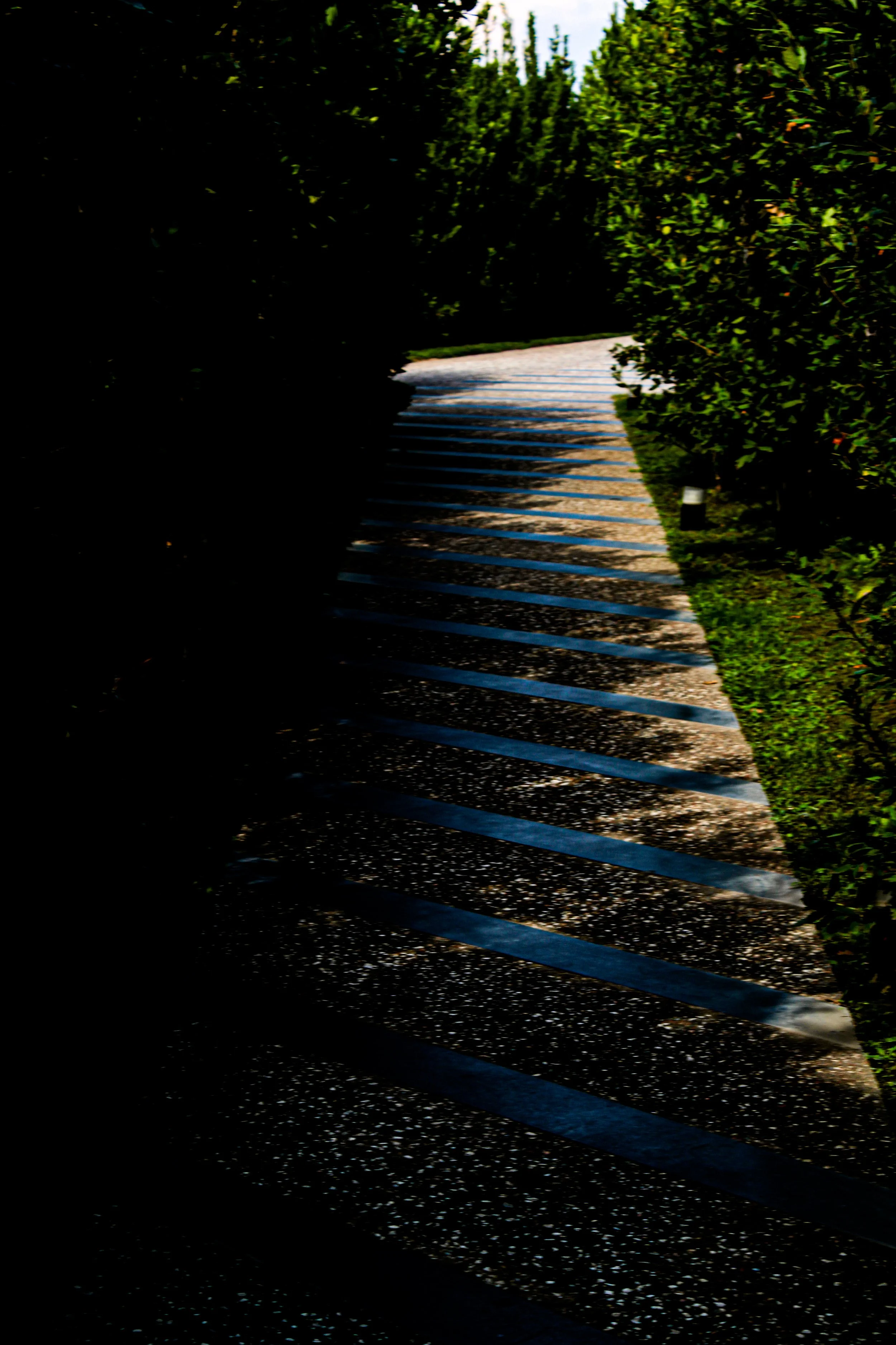 A paved walkway through a lush green forest with bushes on either side and sunlight filtering through the trees.