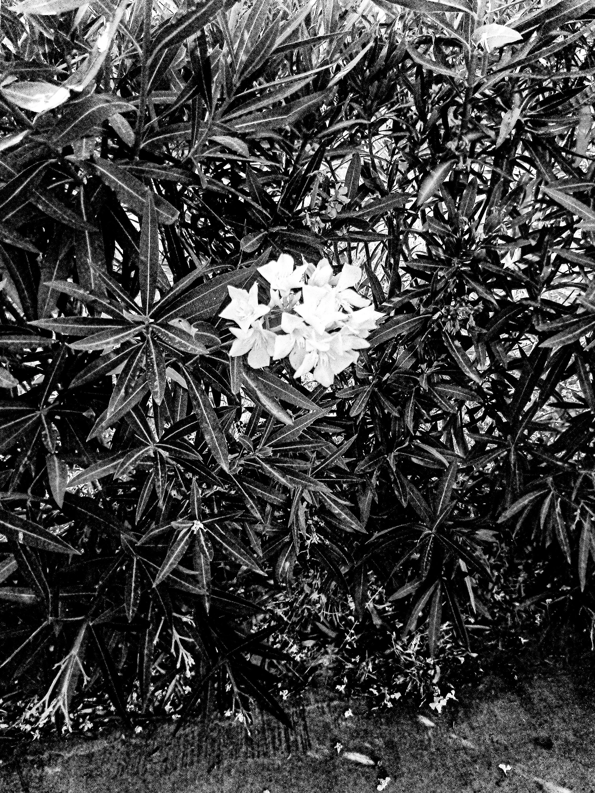 Nighttime photograph of dense foliage with flowering plants and flowers in black and white.
