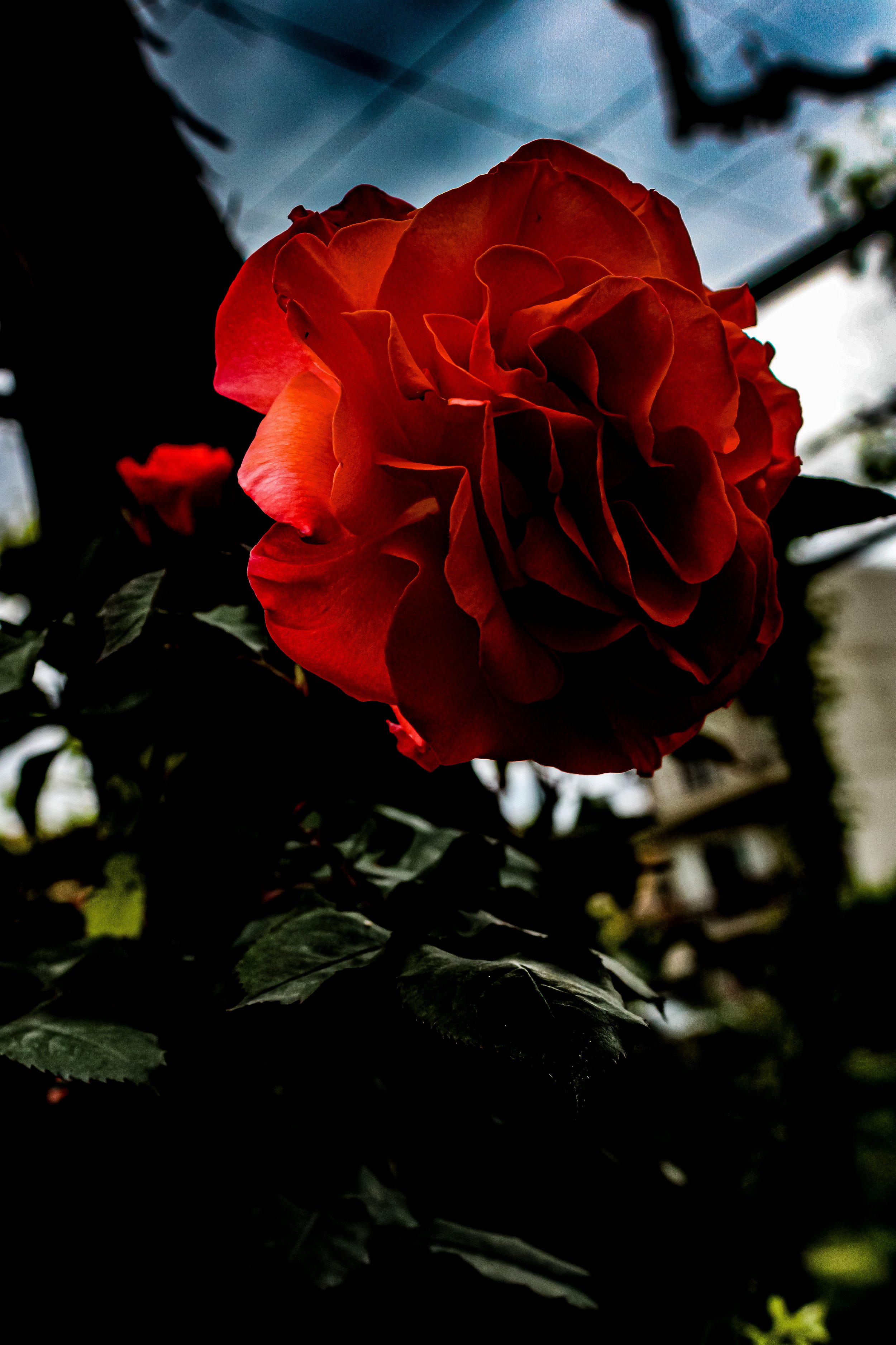 Close-up of a vibrant red rose with dark green leaves, backlit by natural light, with a cloudy sky in the background.