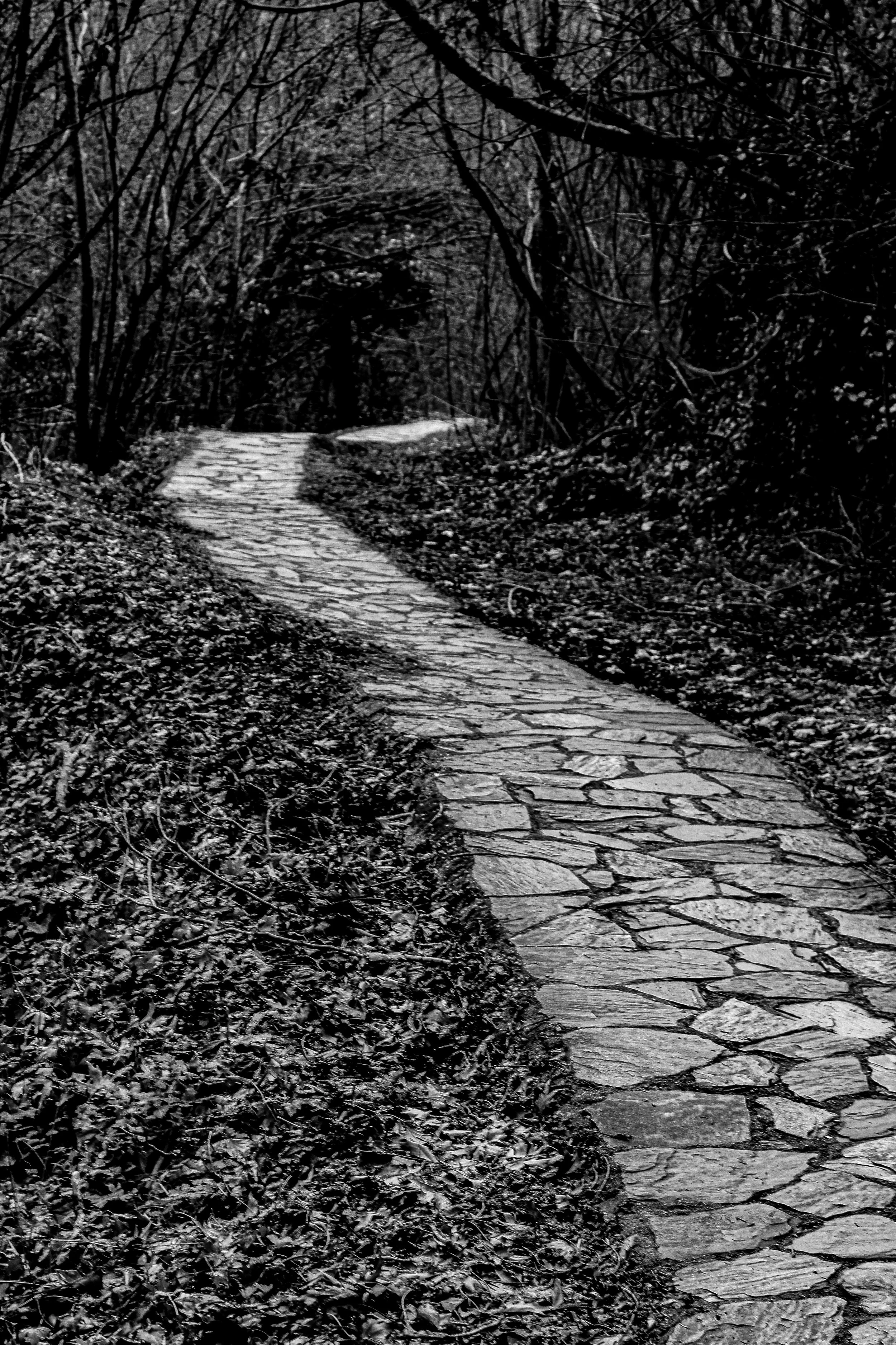 A black and white image of a winding stone pathway through a wooded area with leaf-covered ground and overhanging bare branches.