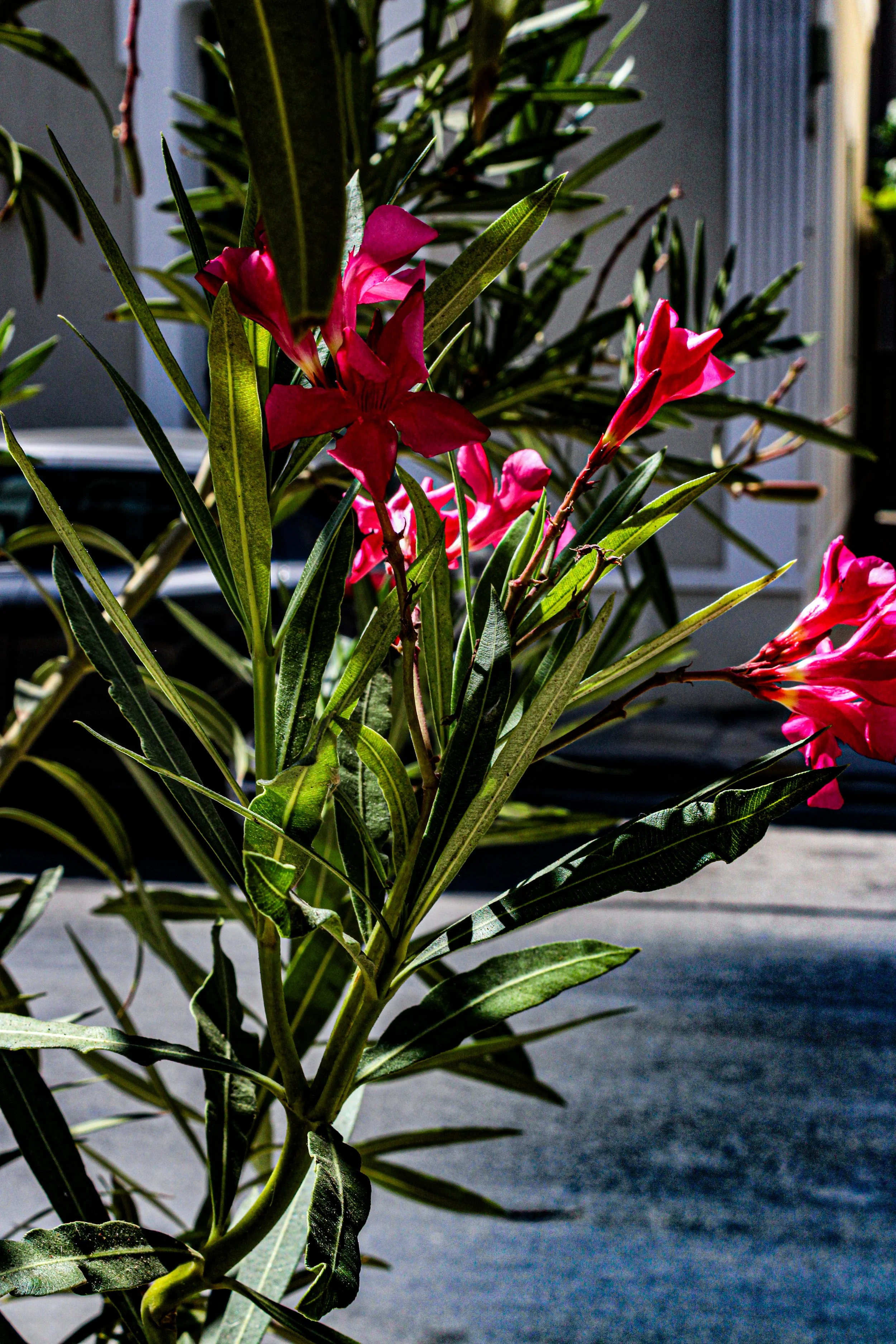 Pink and red oleander flowers with green leaves on a plant outdoors.