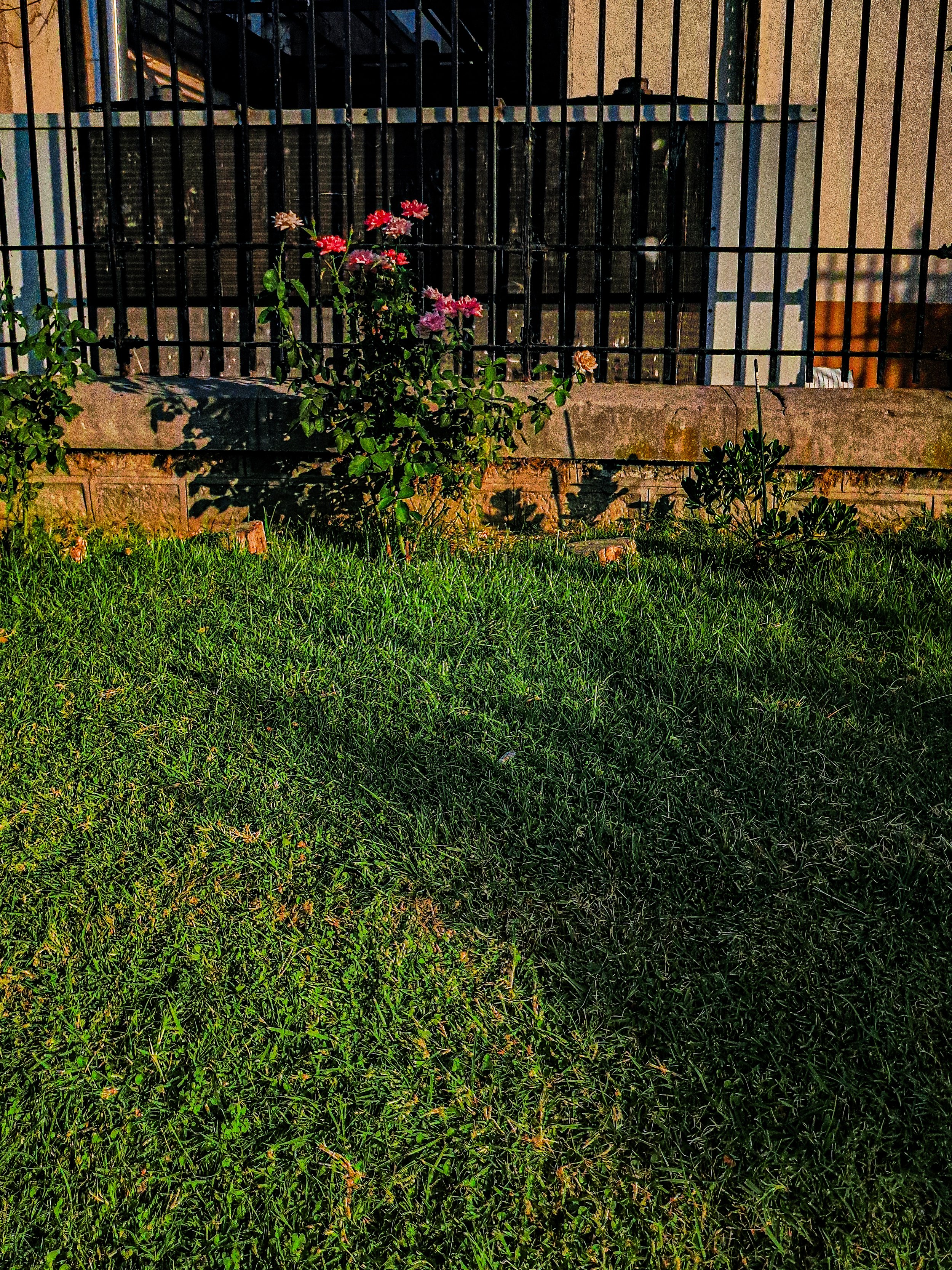 a small rose bush with pink and peach flowers growing in front of a black metal fence, with green grass in the foreground.
