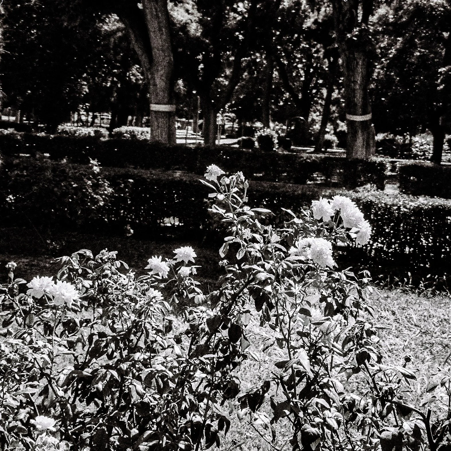 Black and white photo of a garden with blooming flowers in the foreground, trimmed bushes, tall trees with thick trunks, and a fence in the background.