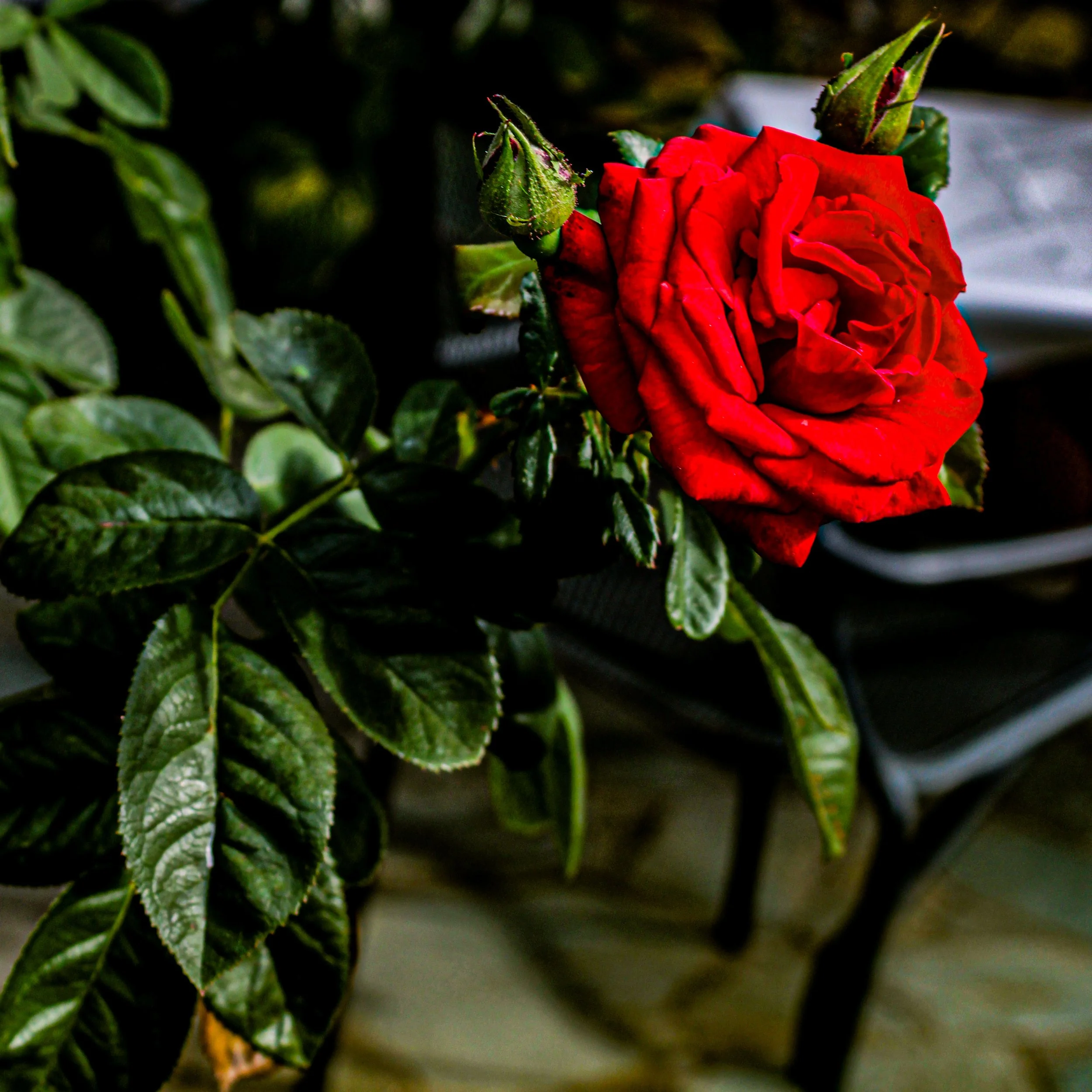 Close-up of a red rose with green leaves and some rosebuds, set against a blurred dark background.