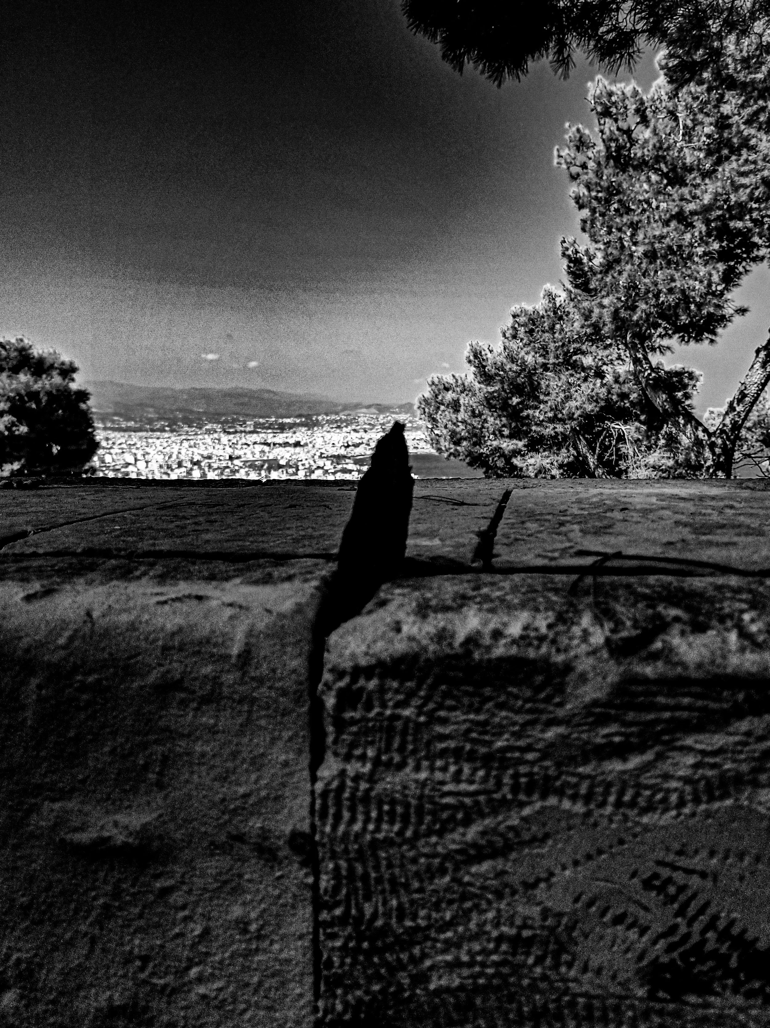Black and white nighttime scene showing trees and a cityscape in the distance.