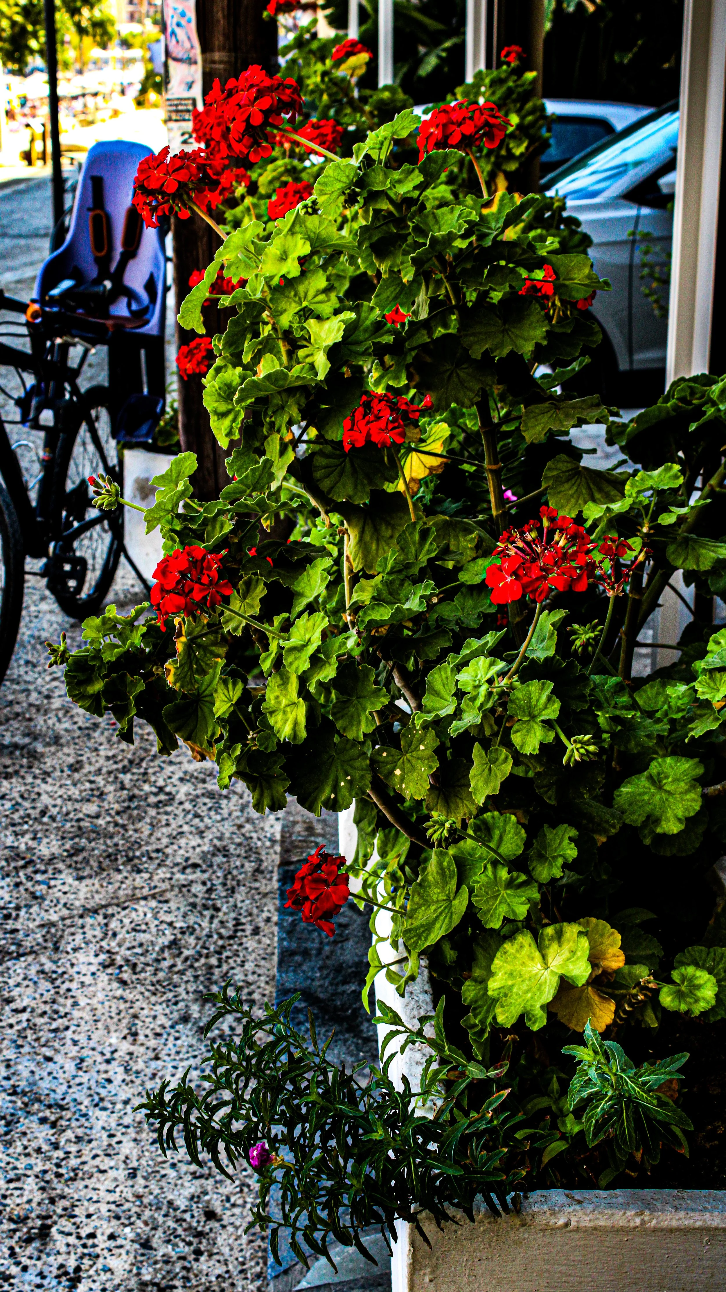 A potted red geranium plant with green leaves placed on a concrete block outdoors, with a bicycle, a car, and buildings in the background.