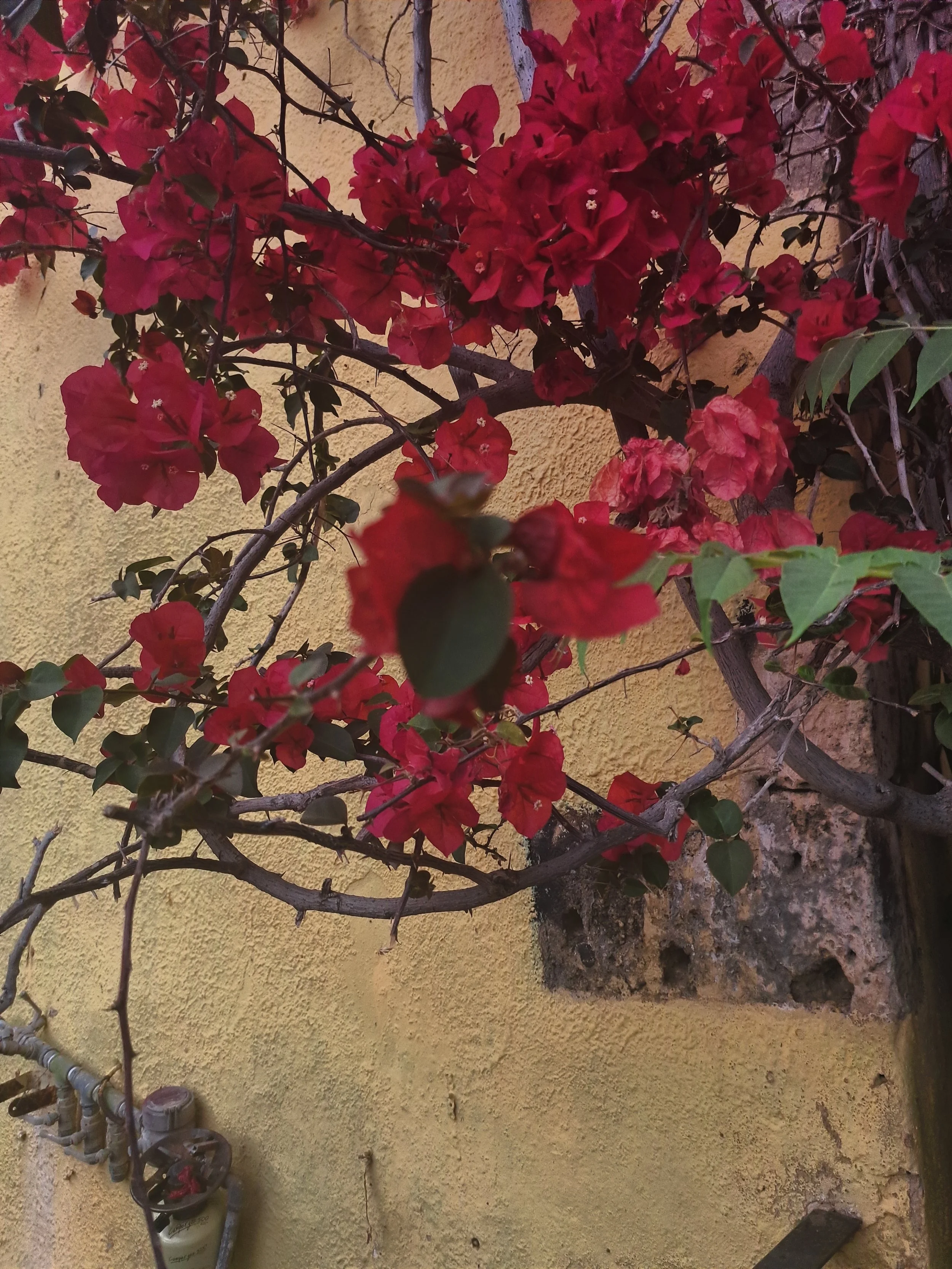 Red bougainvillea flowers growing against a yellow stucco wall with some pipes at the bottom left.