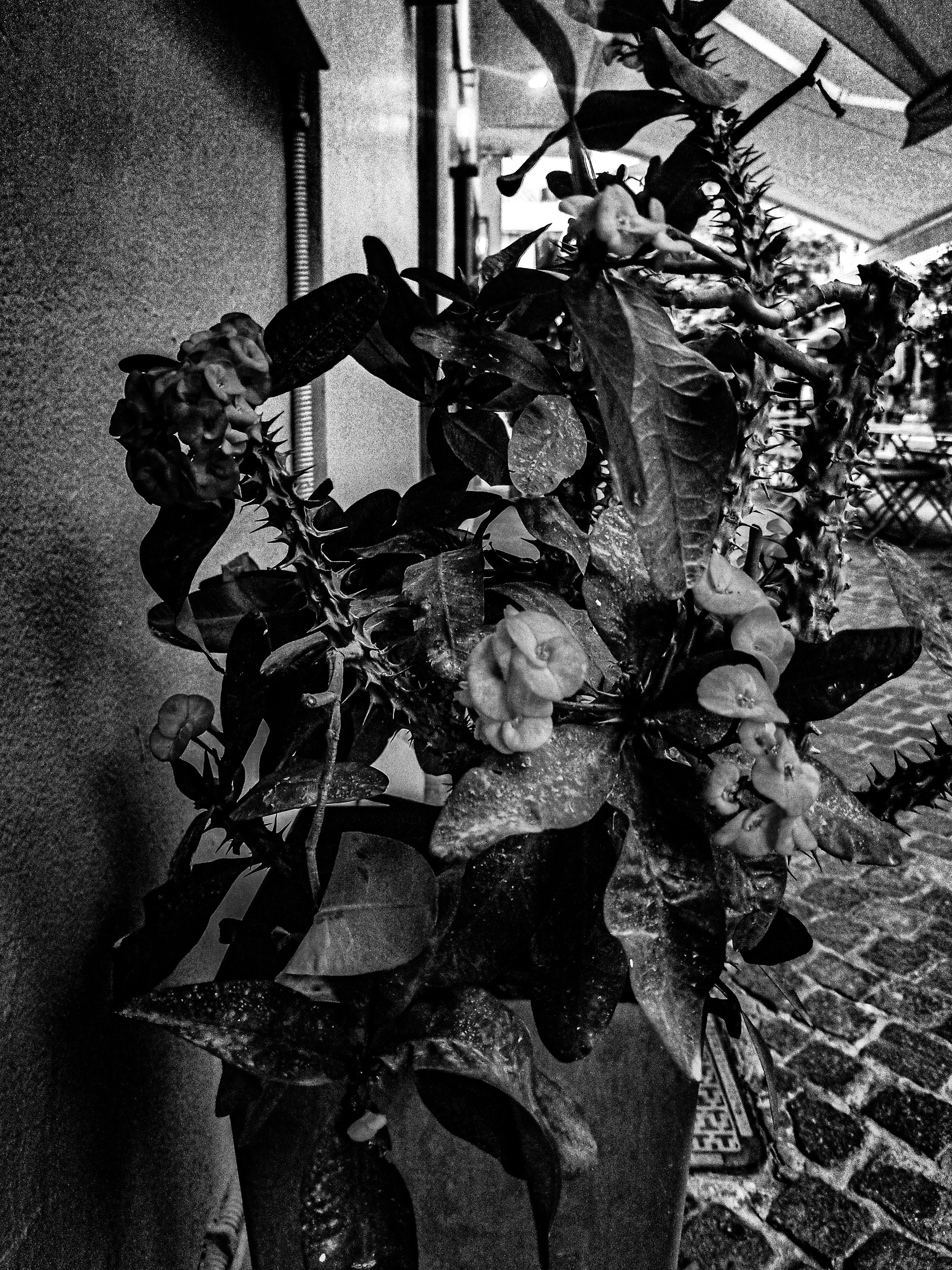 A black and white photo of several potted plants on a table near a window, with furniture and objects visible in the background.