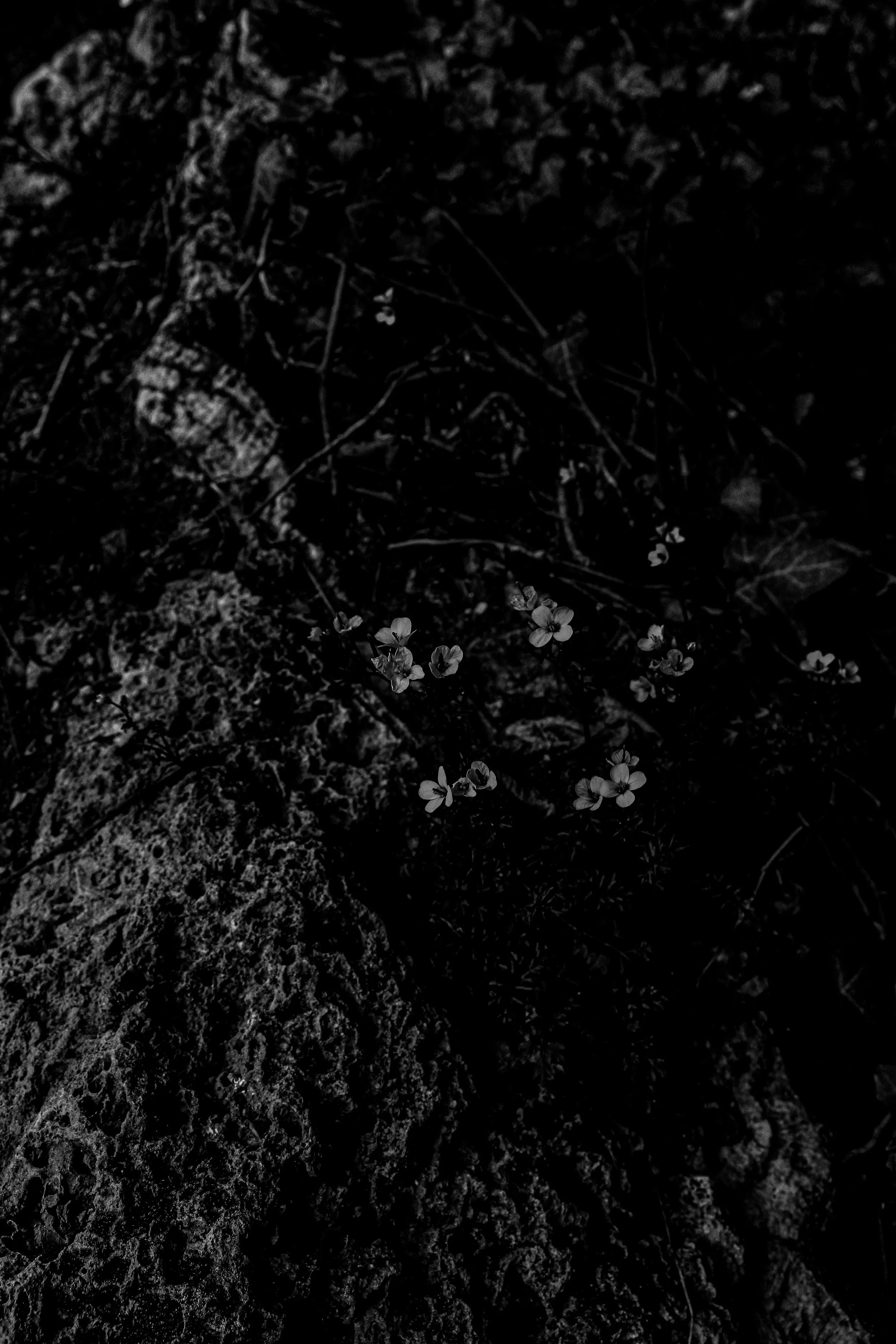 Close-up of soil with small plants and rocks, in black and white.