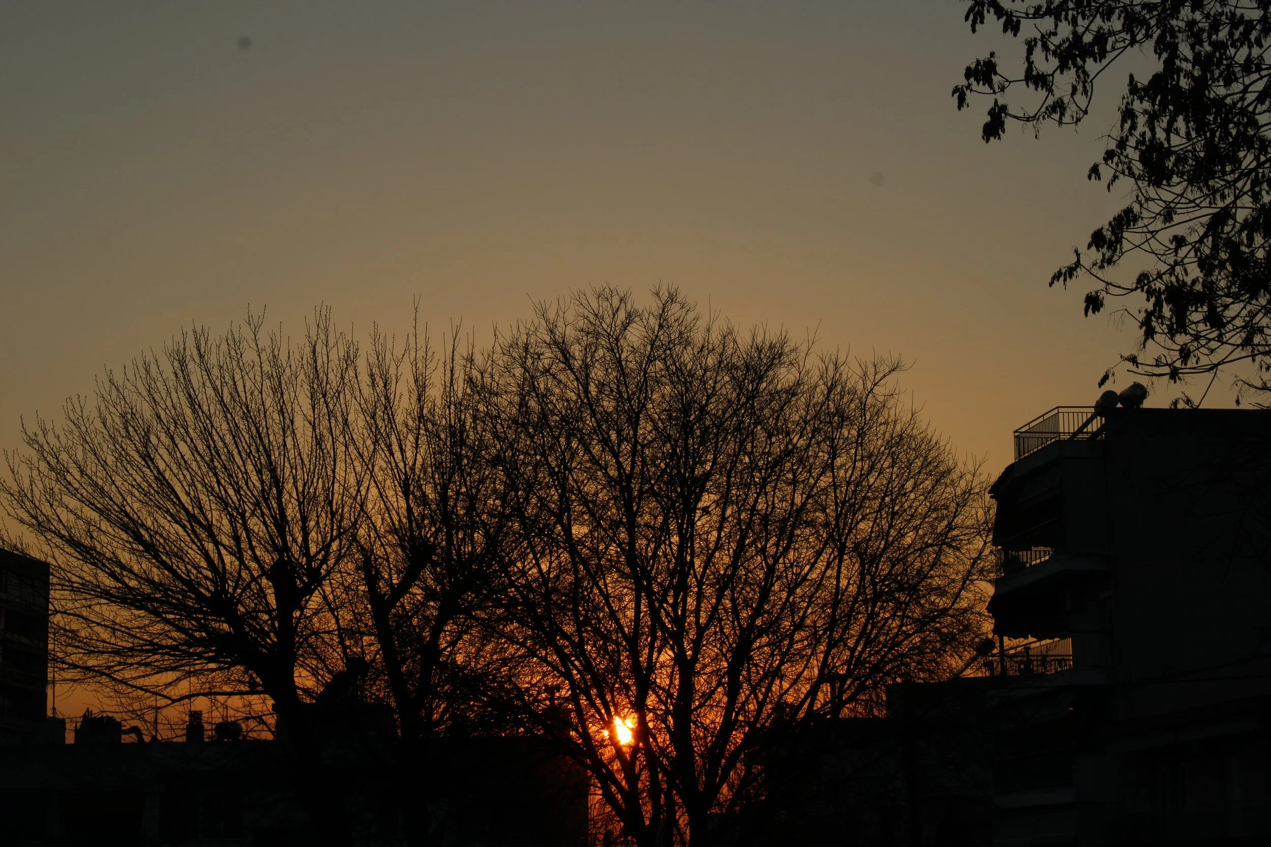 Sun setting behind leafless trees in an urban area with buildings and power lines in the foreground.