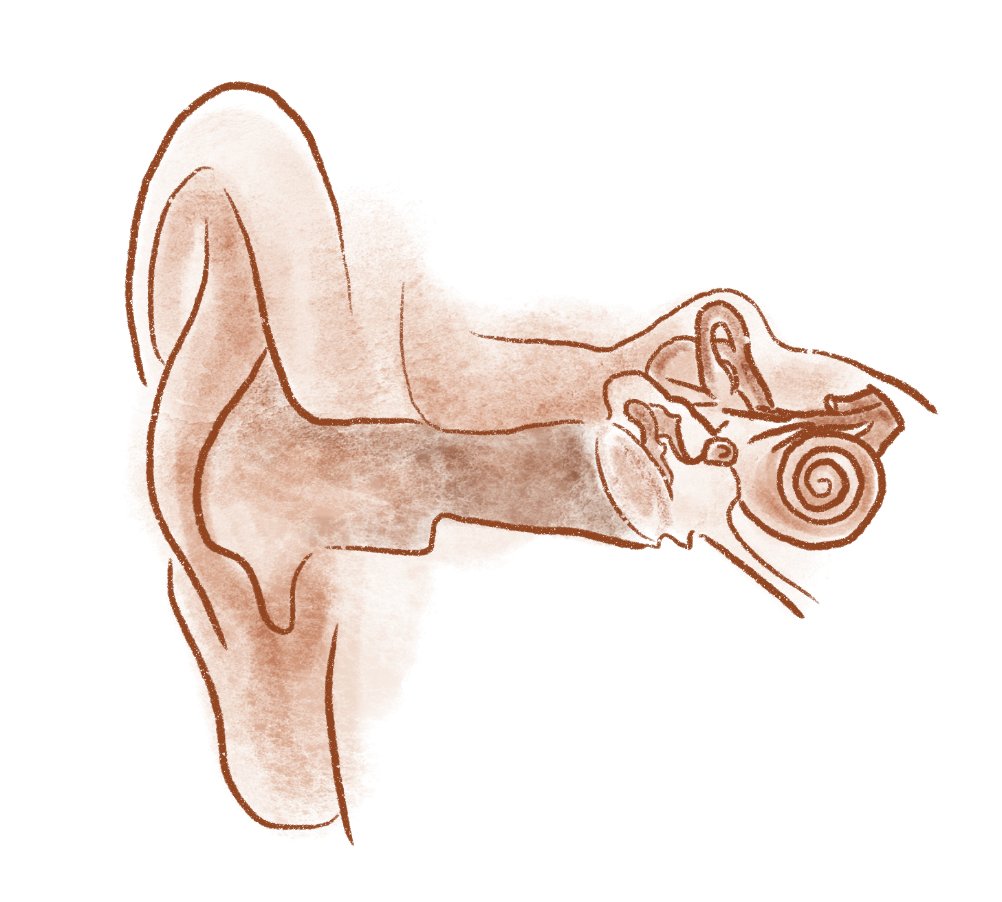 A watercolor-style illustration of a human female reproductive system showing the uterus, fallopian tubes, ovaries, and vagina.