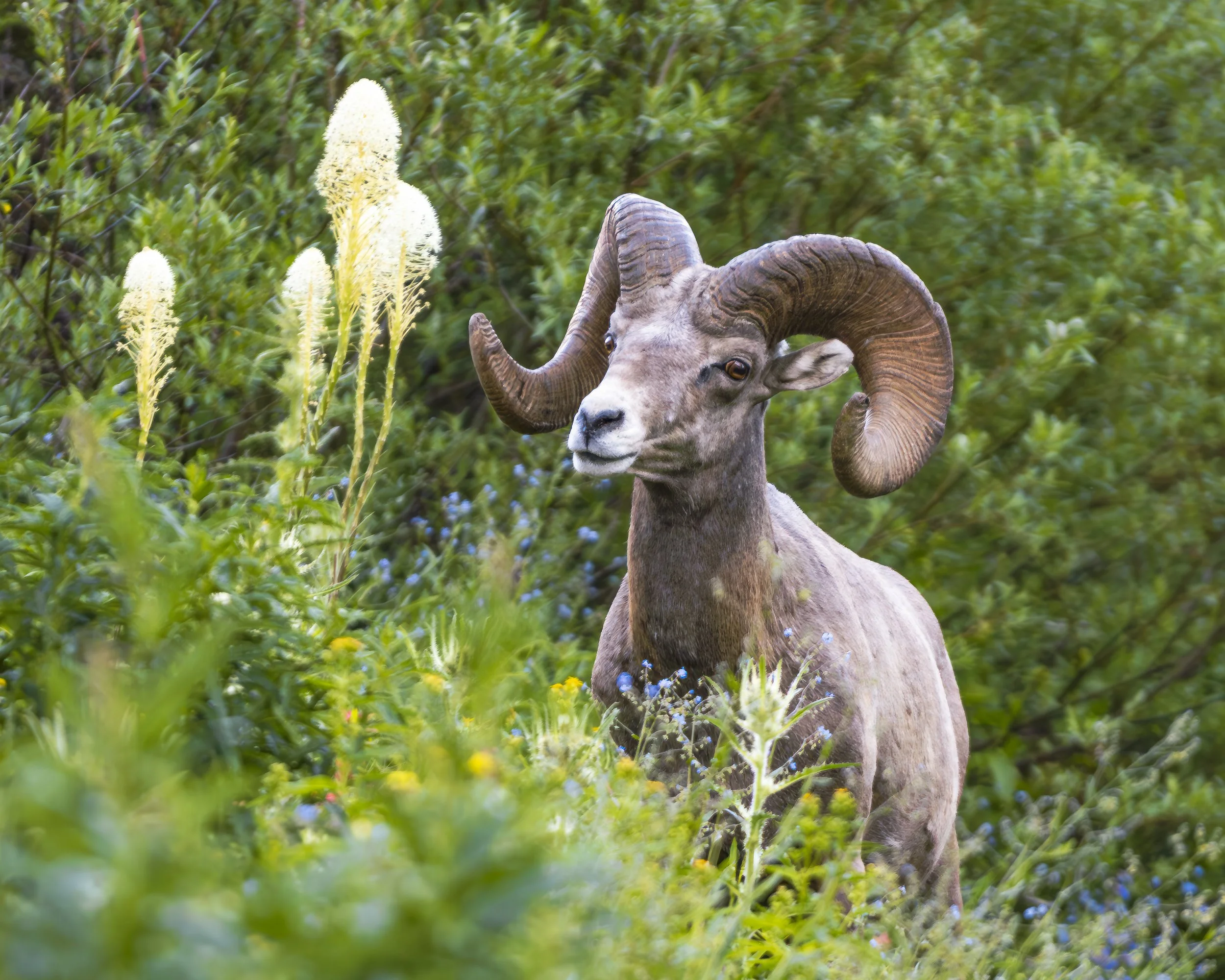 Glacier Big Horn Sheep.jpg