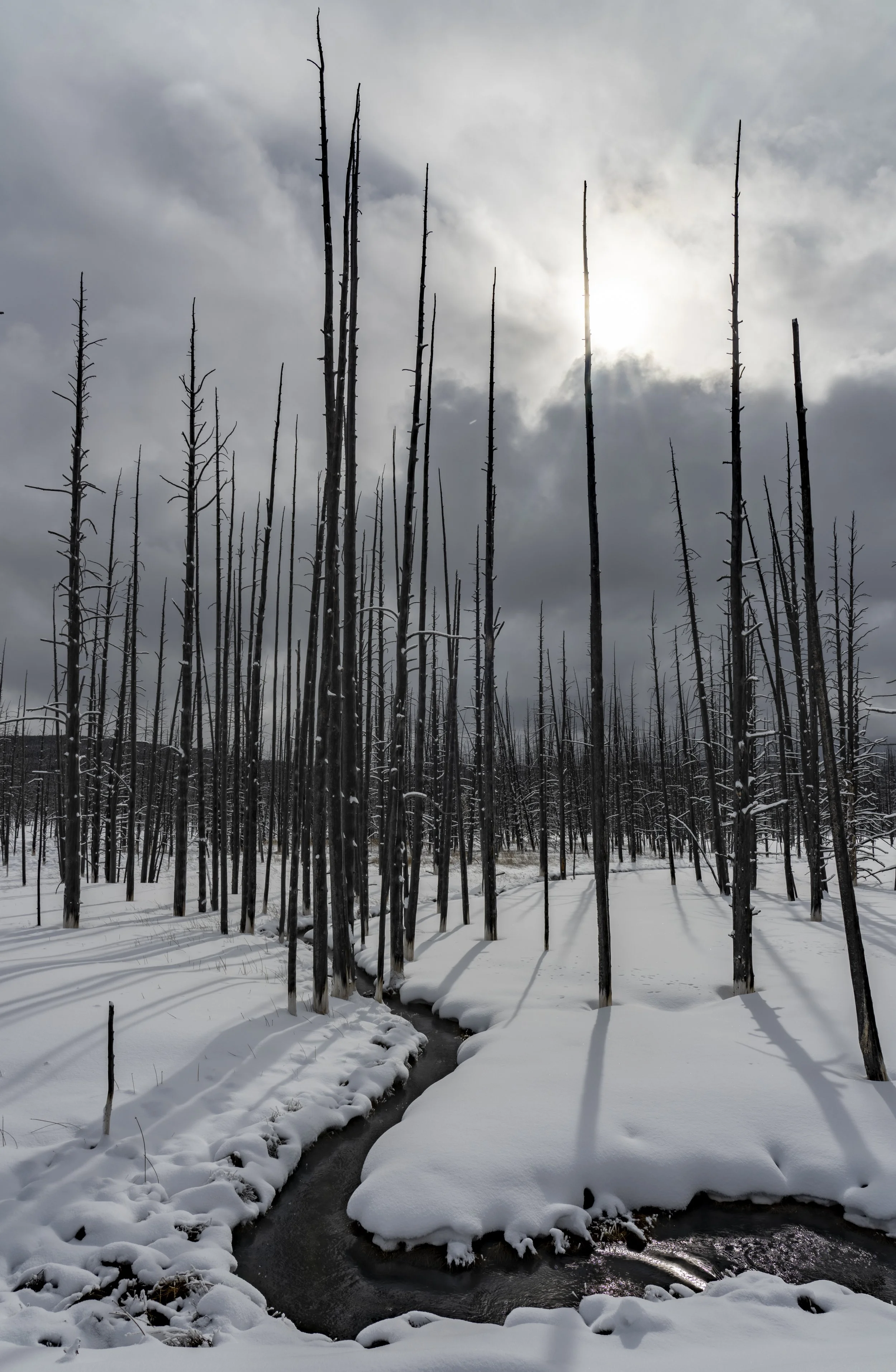 Yellowstone Bare Trees.jpg