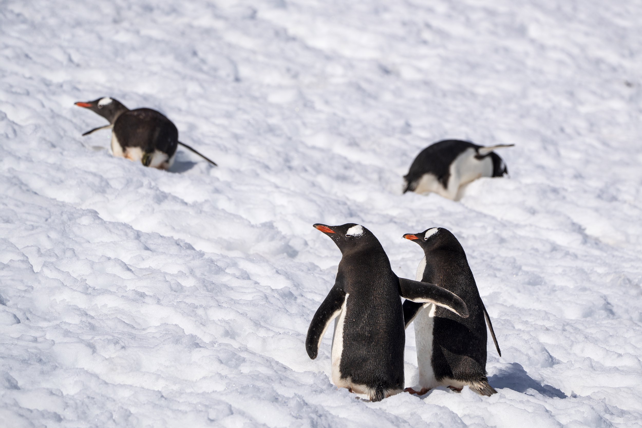 Peguin Pals.jpg