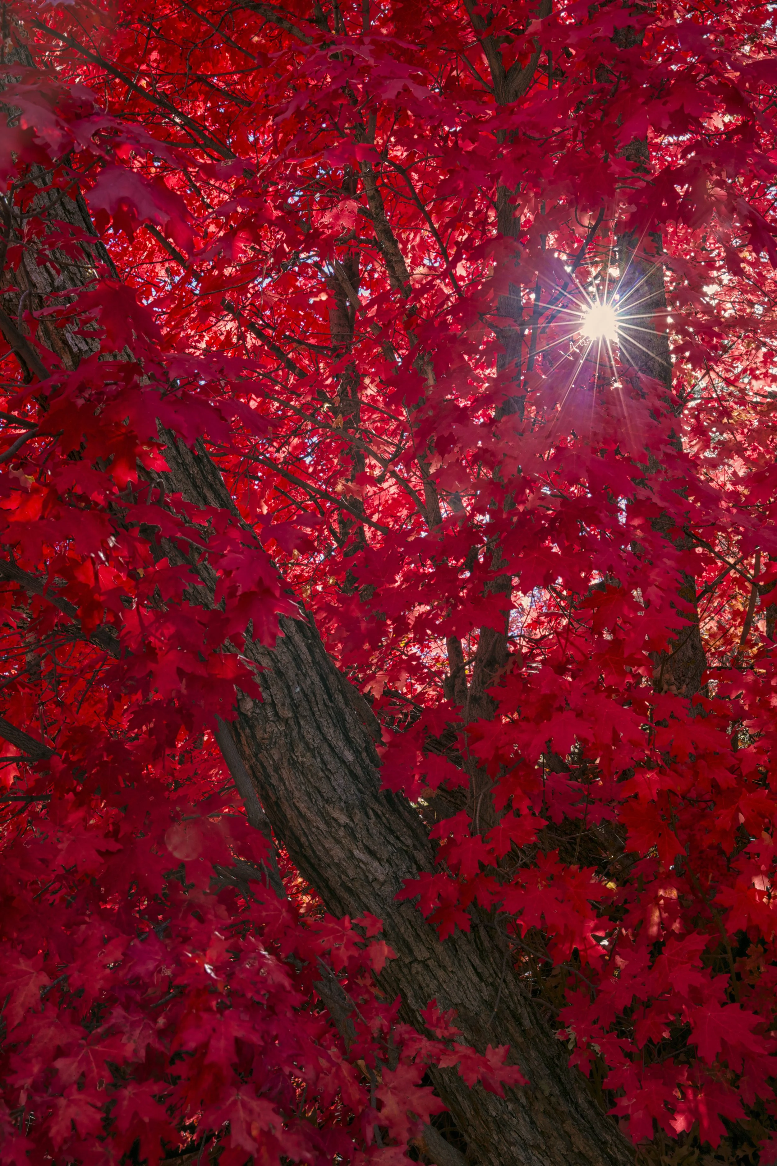 Red Maple sunburst.jpg