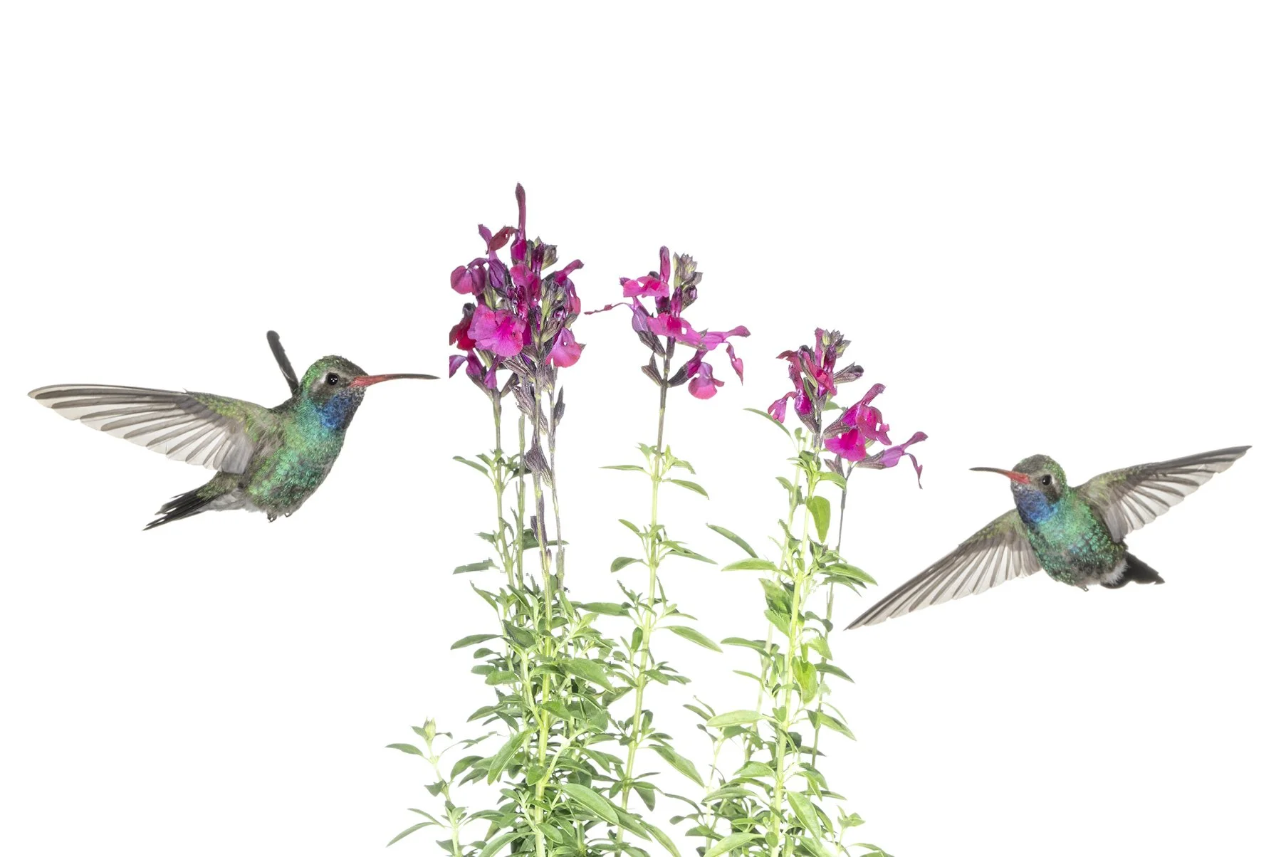 Humming Bird - 3.jpg