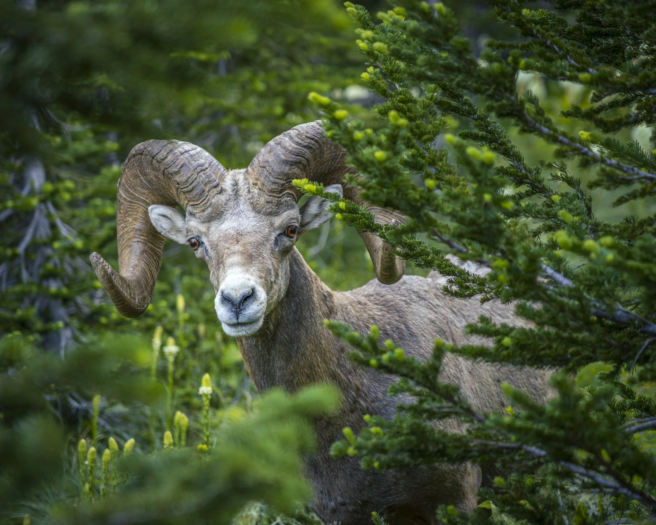 Bighorn Sheep camo.jpg