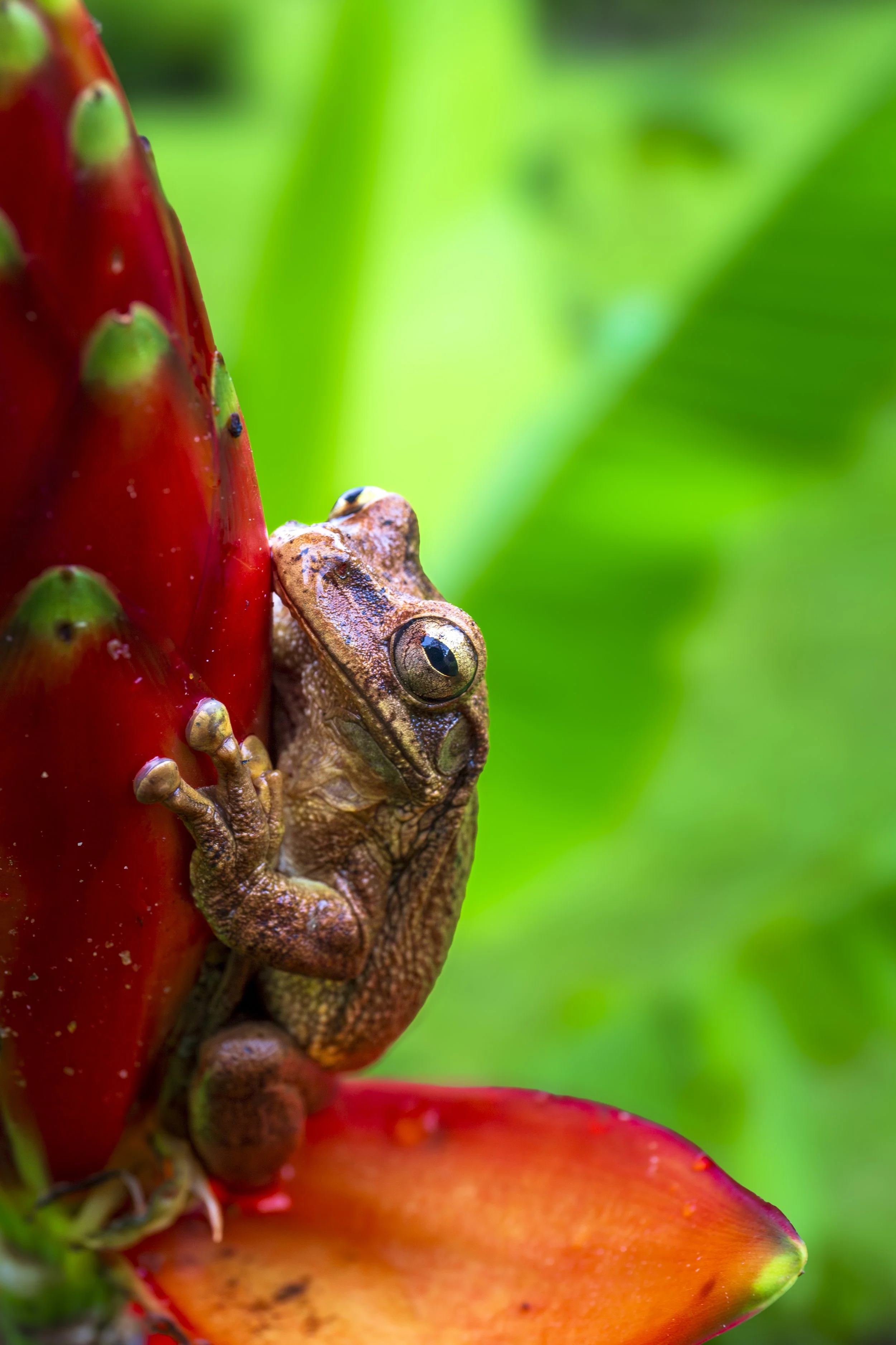 Frog look.jpg