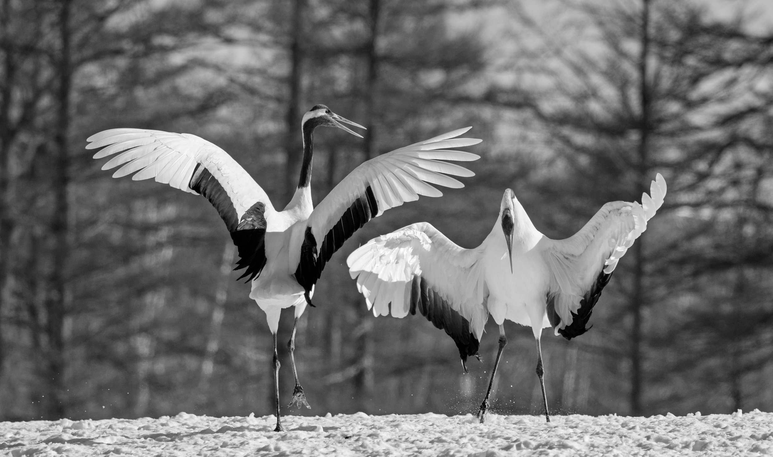 Crane dance.jpg