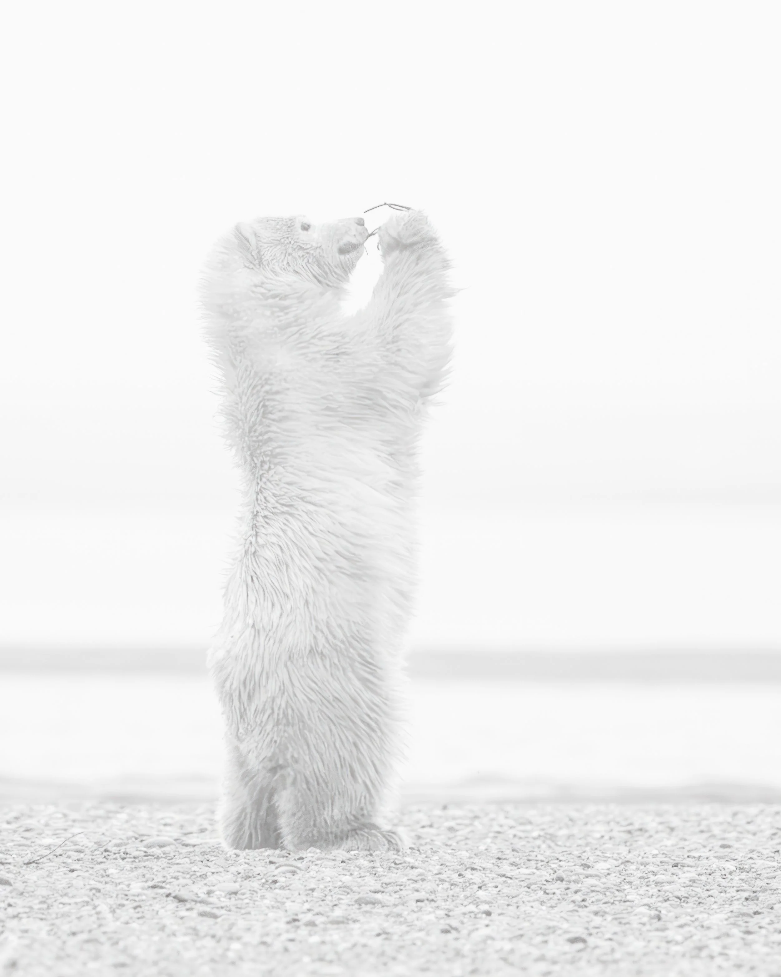 Polar Bear Play.jpg