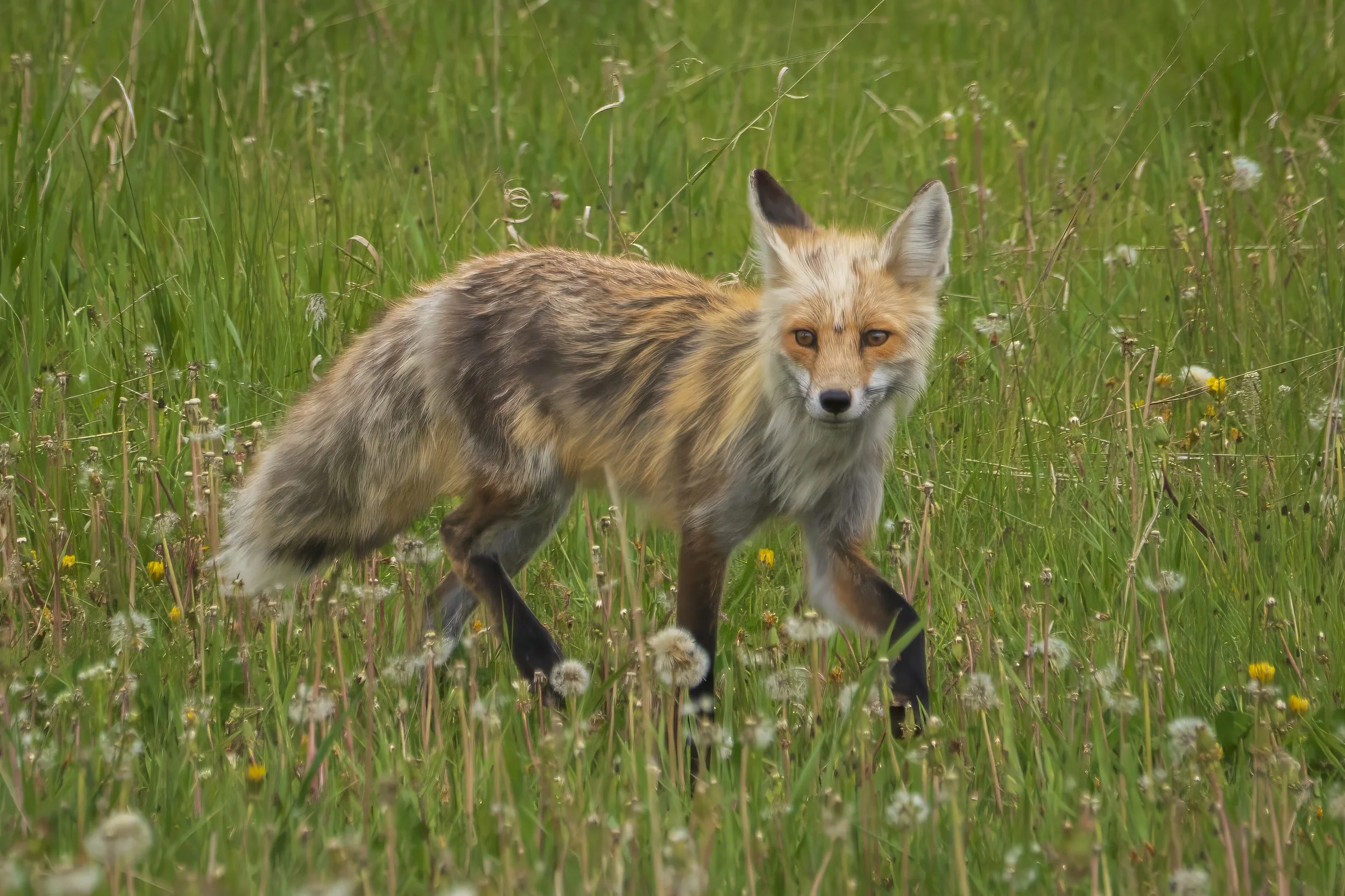 Foxy.jpg