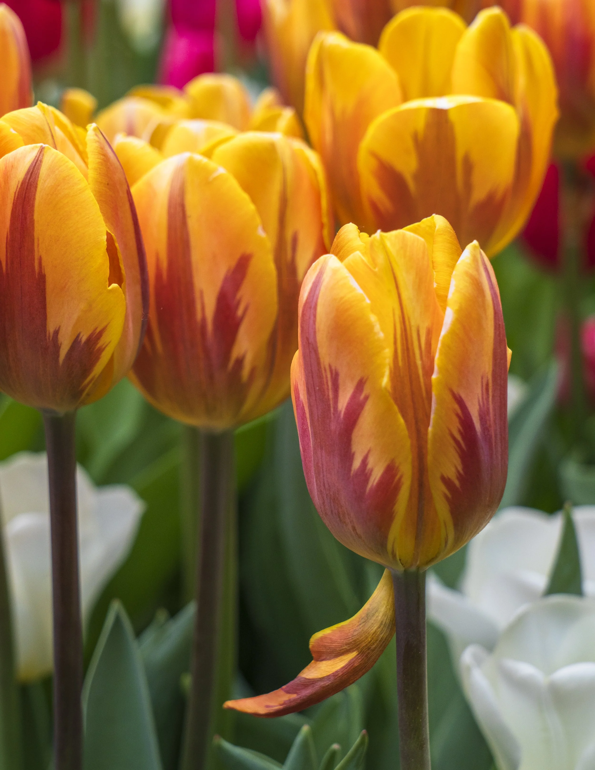 Tulip petal drop.jpg