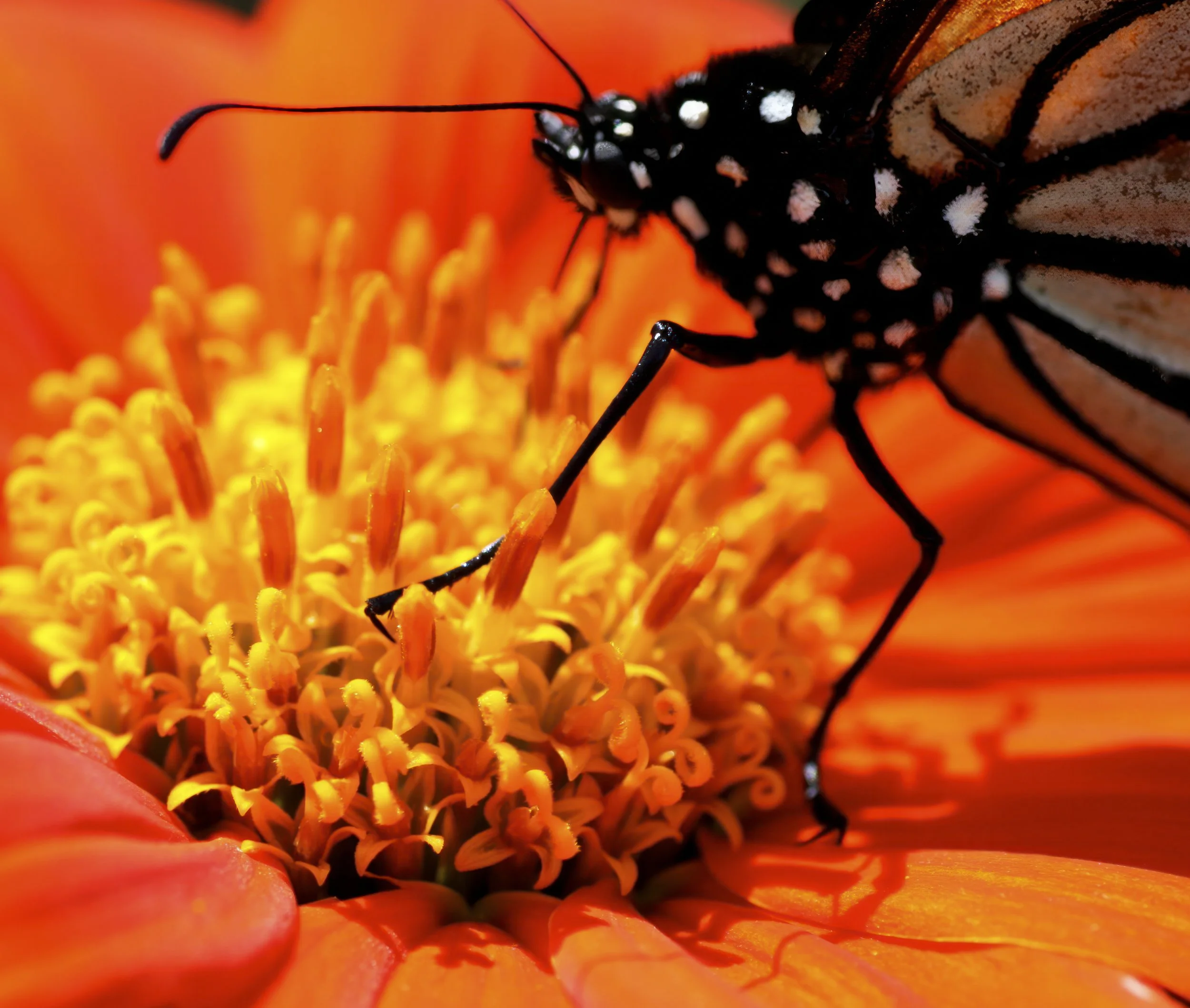 Monarch orange.jpg
