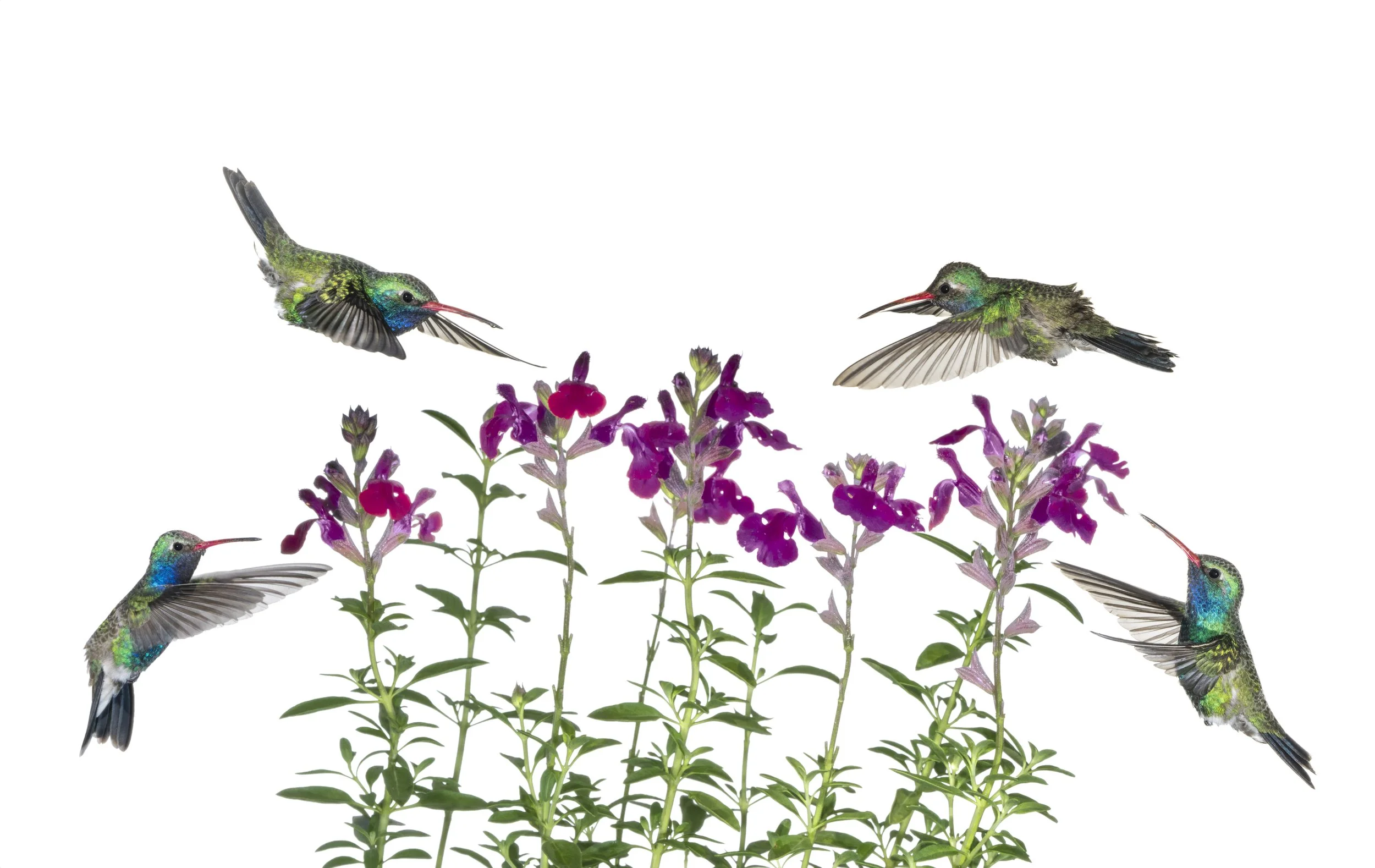 Humming Bird - 4.jpg