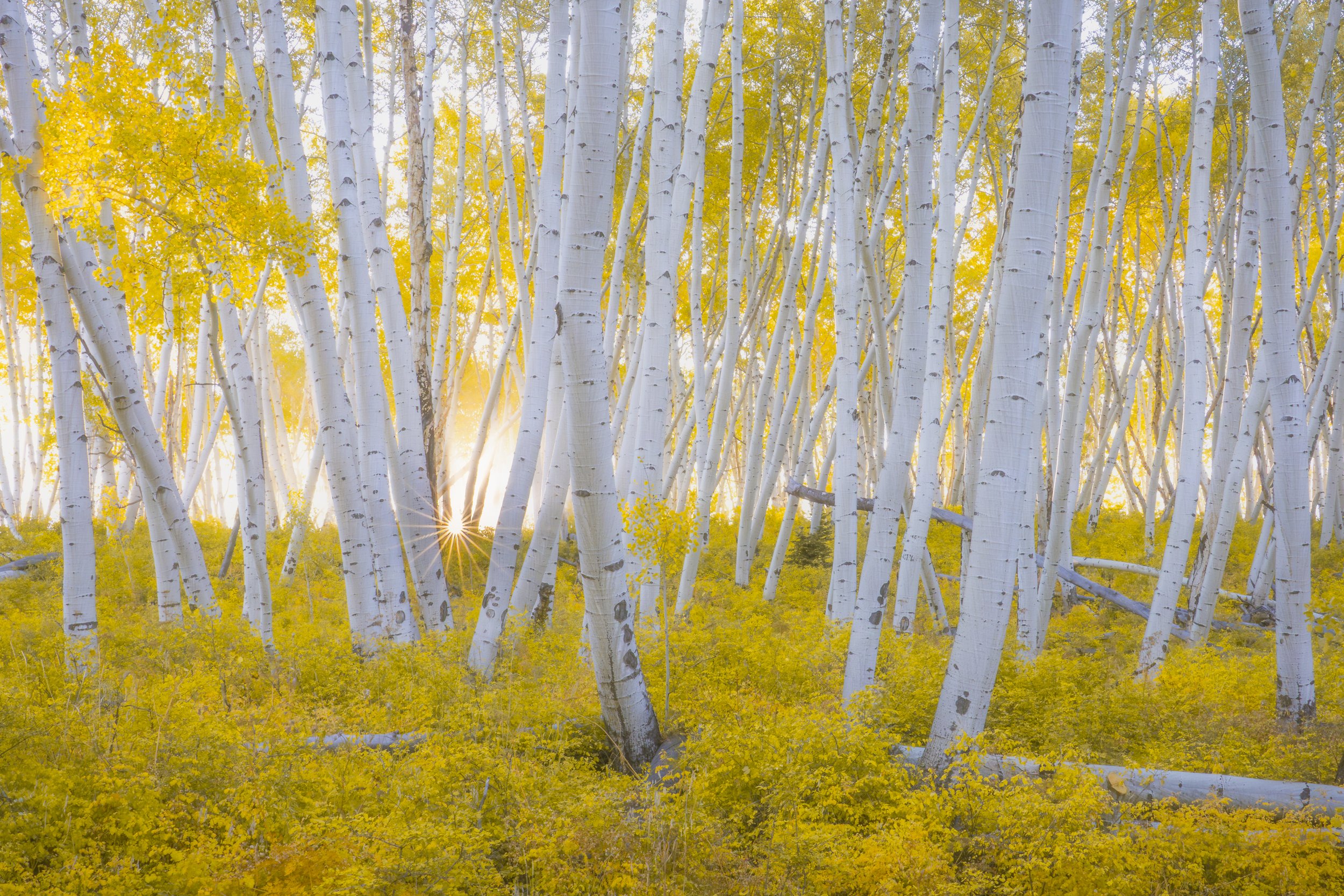 Aspen sunstar.jpg