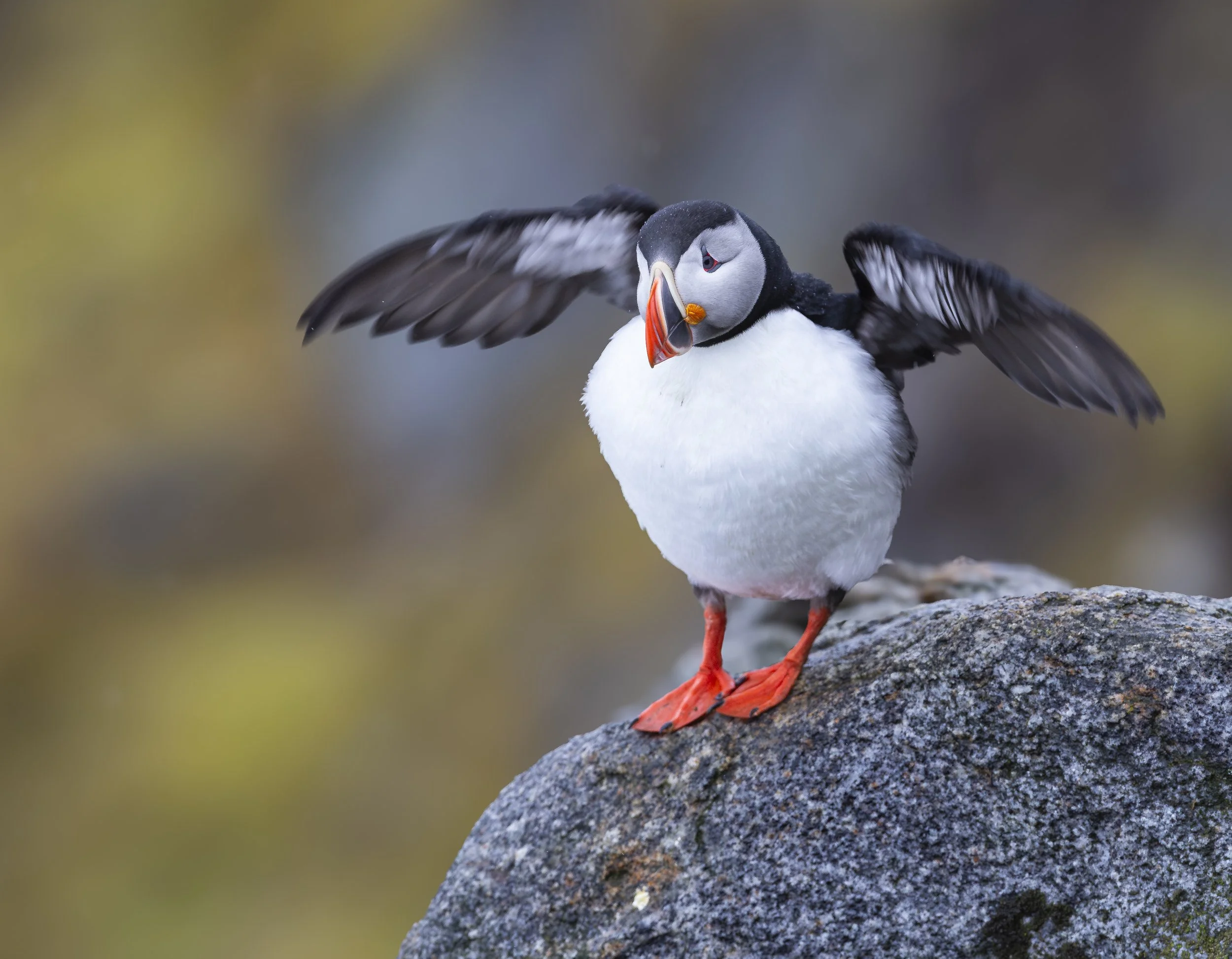 Puffin Near Flight.jpg