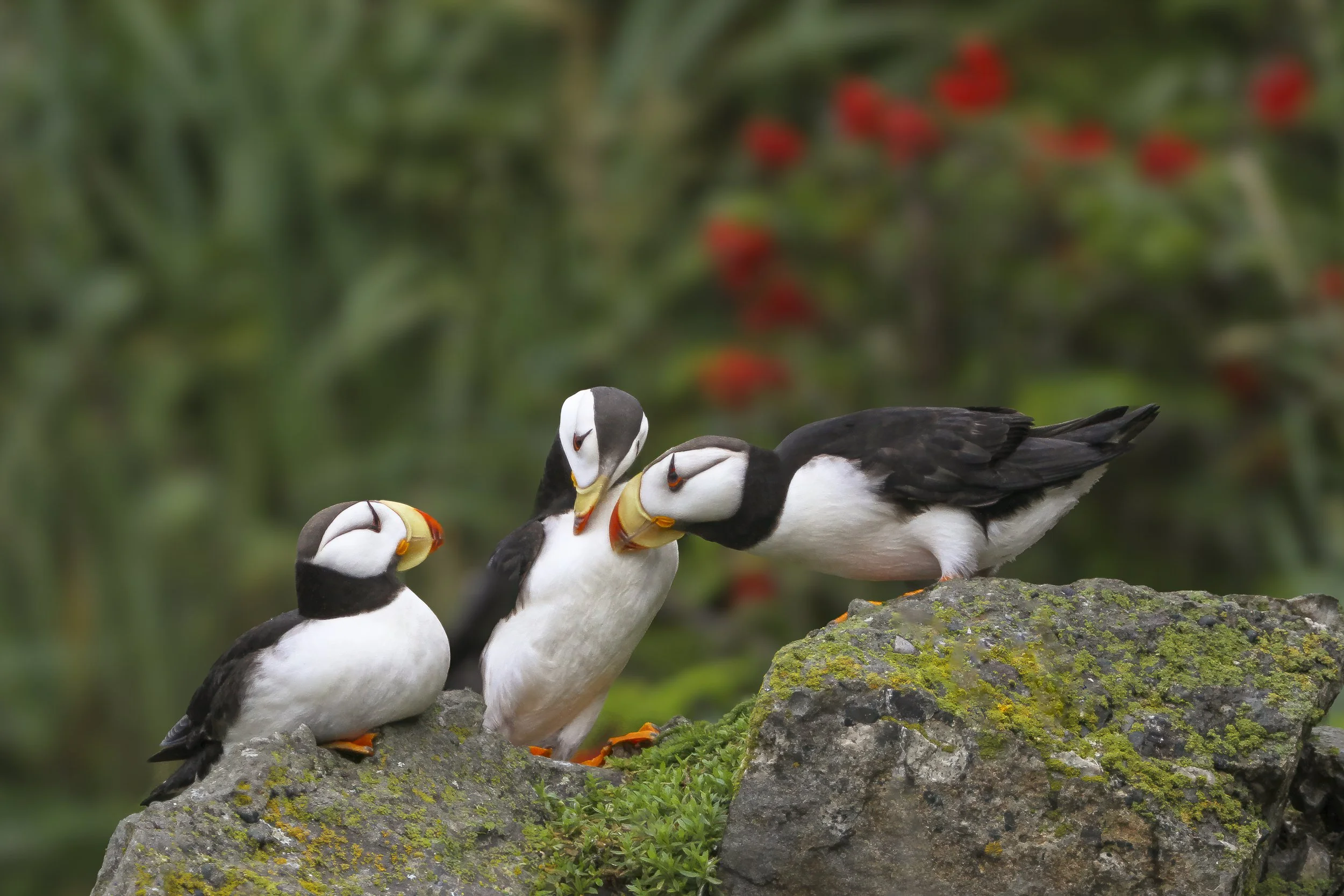 Puffin discussion_.jpg
